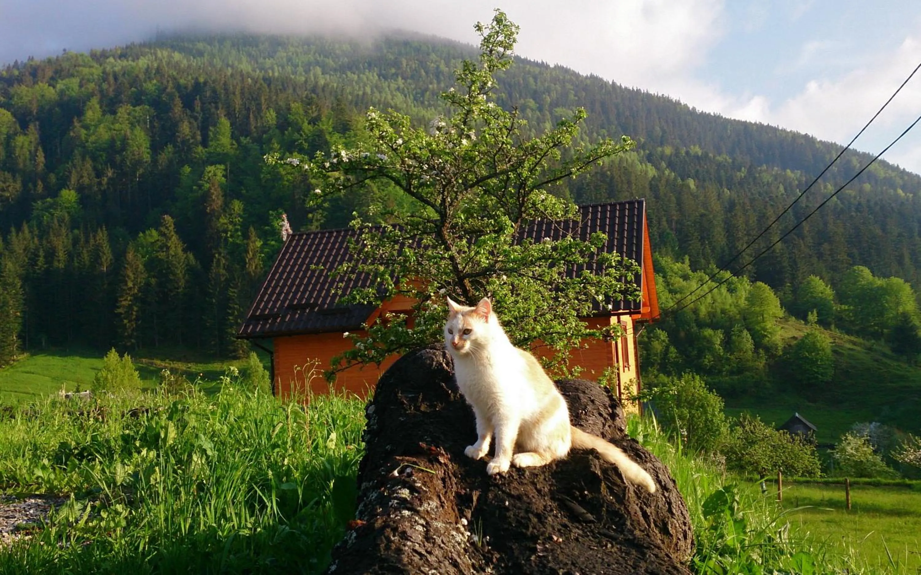 Pets in Kozichky Guest House