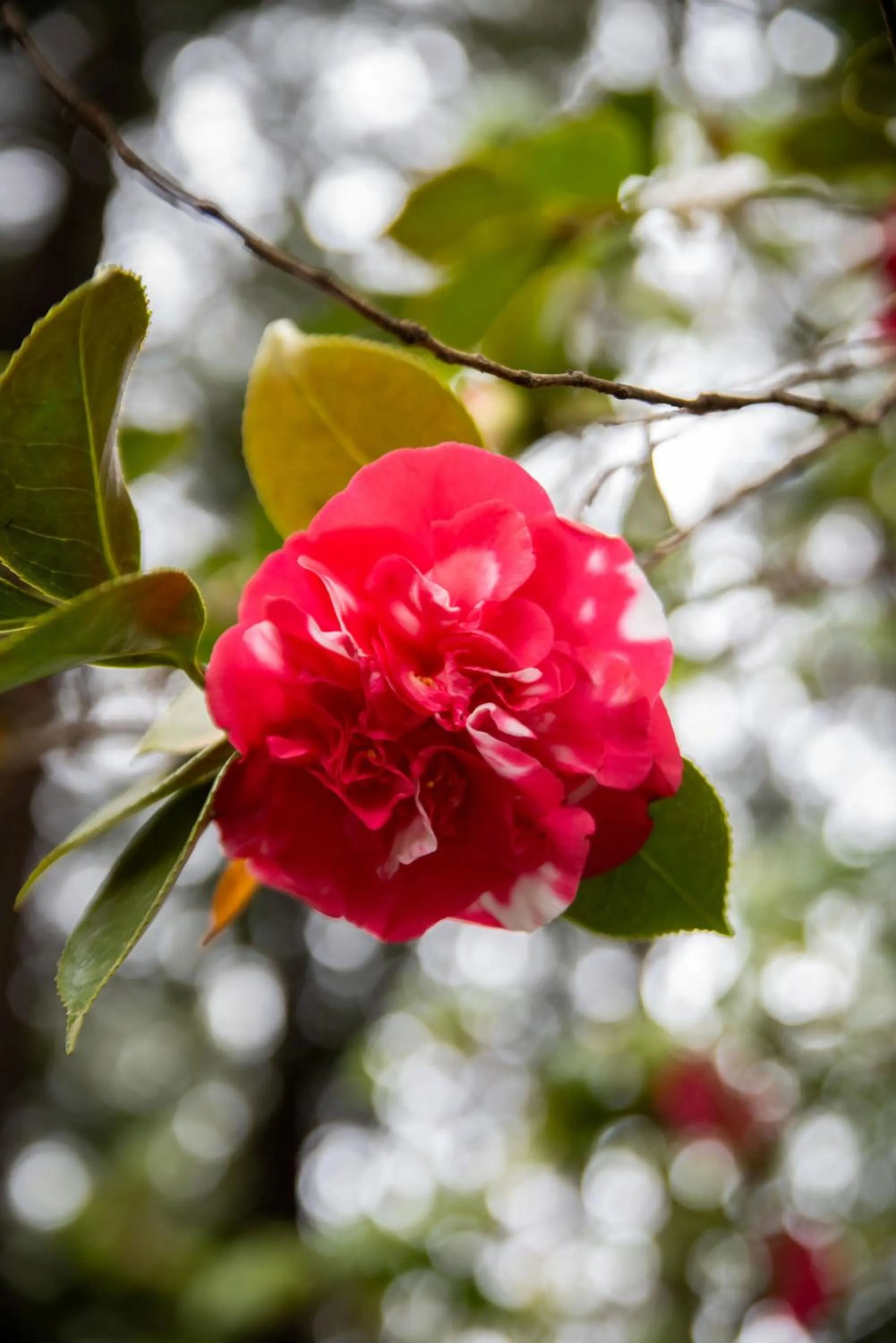 Day in Miranda Gardens Resort