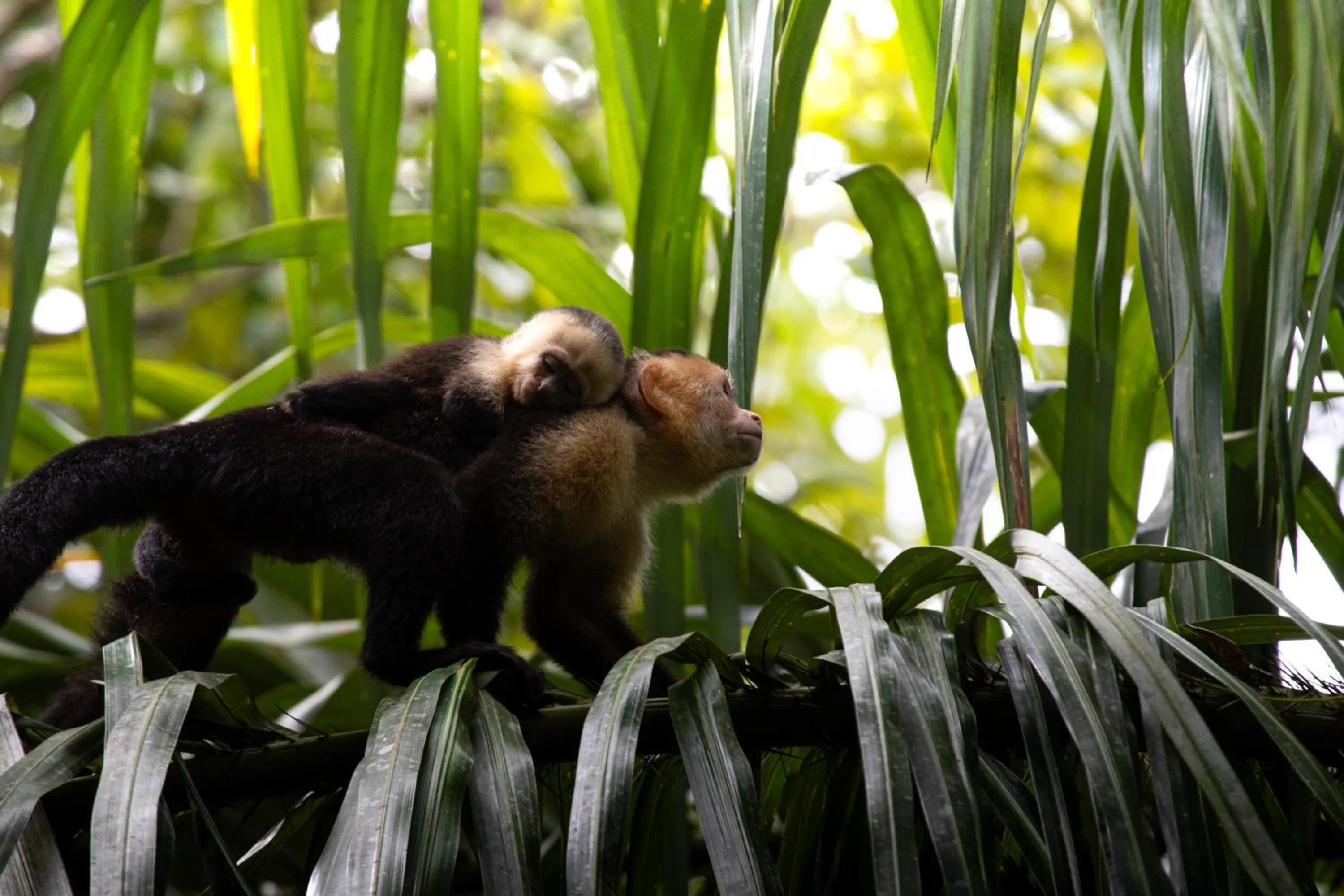 Animals in Mountain Top Park Hotel