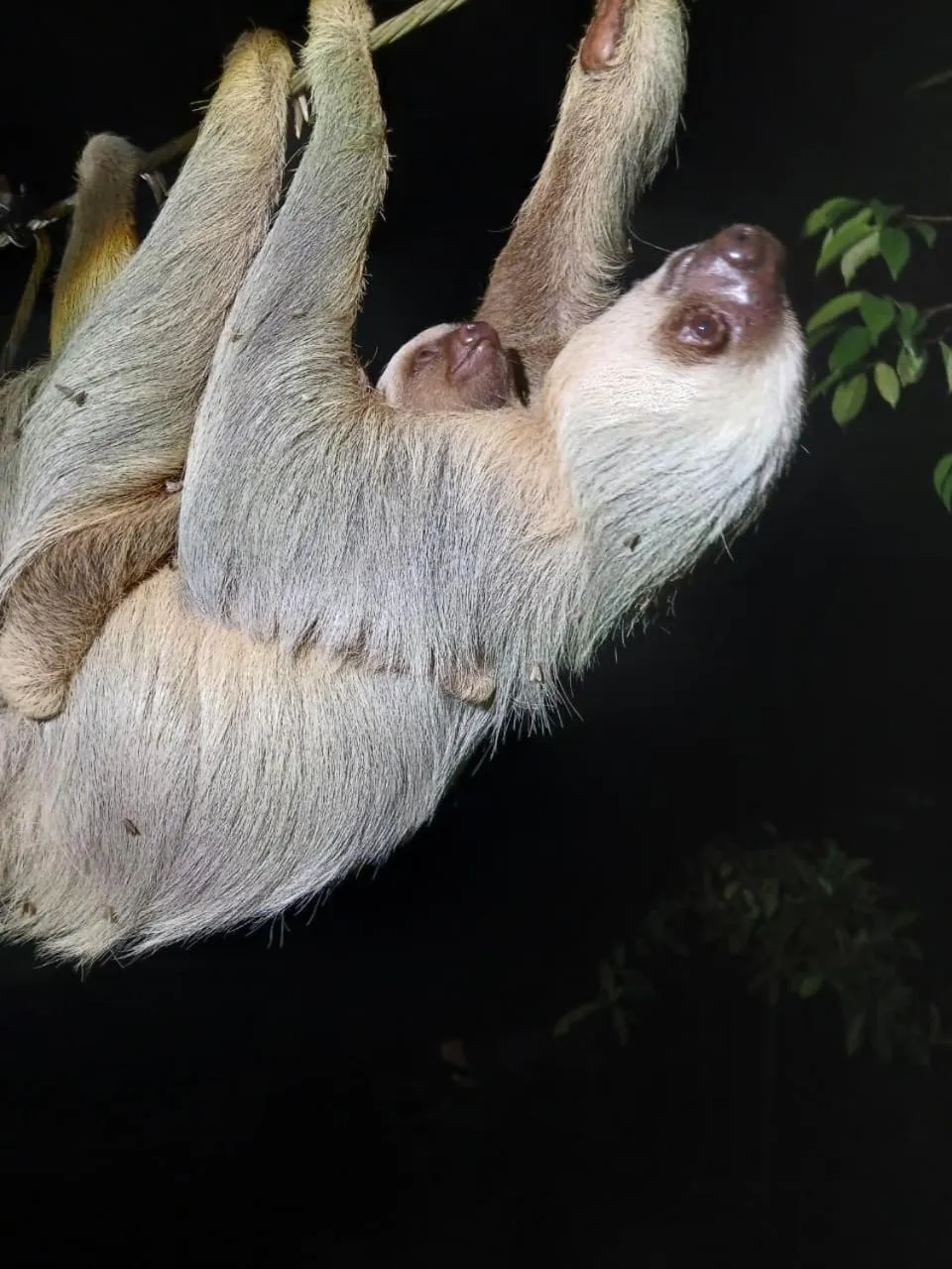 Animals in Mountain Top Park Hotel