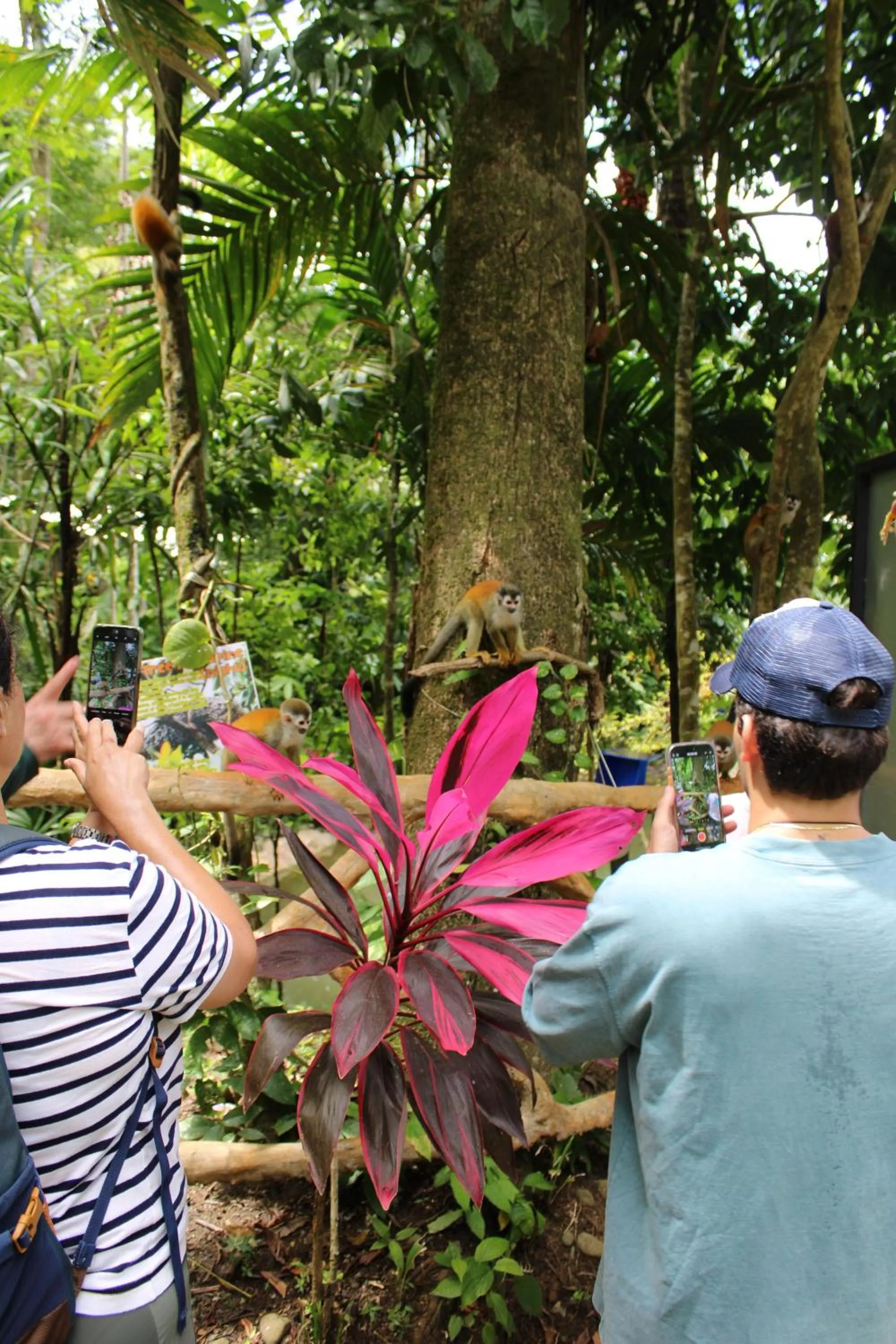Animals in Mountain Top Park Hotel