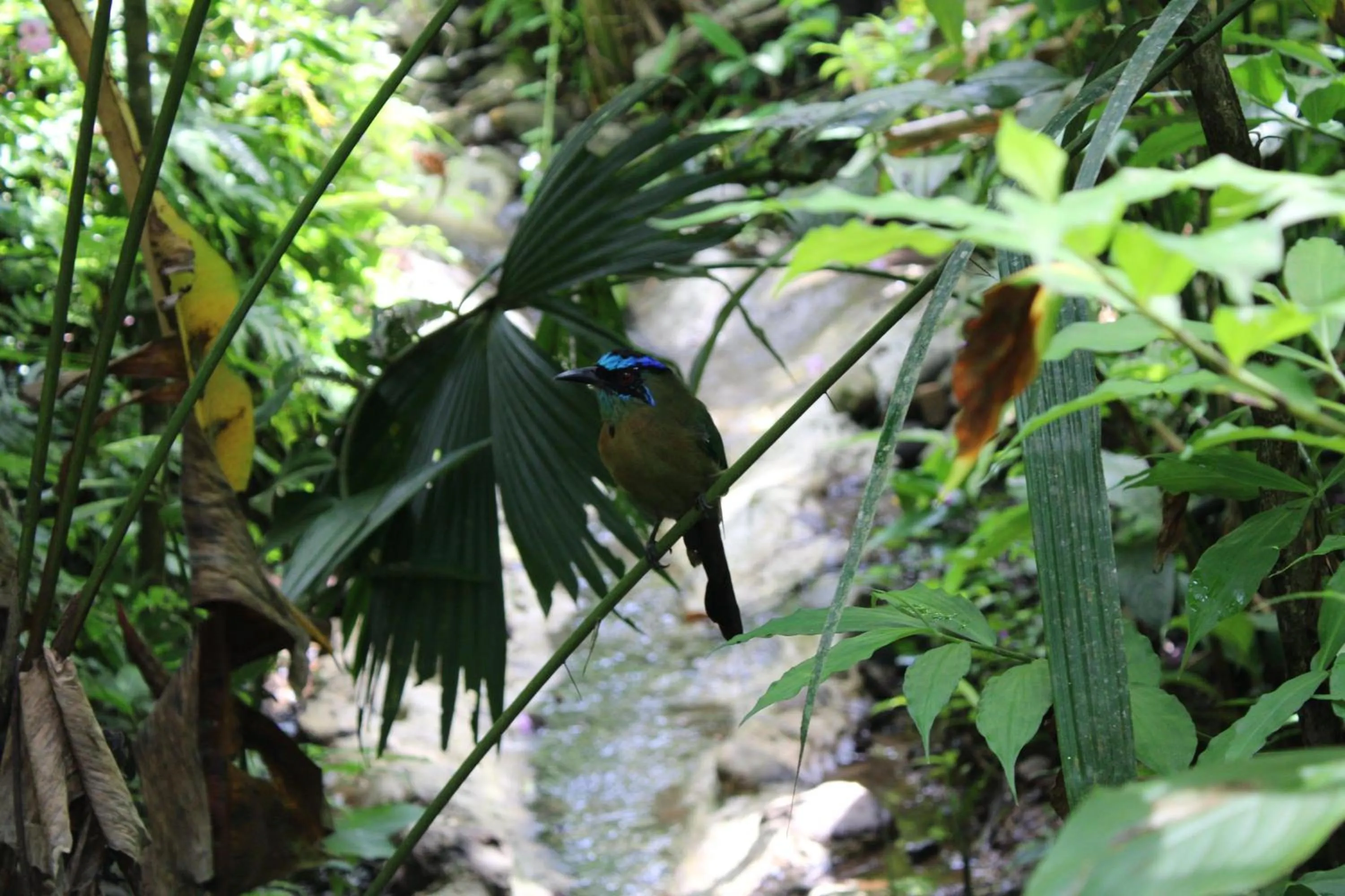 Bird's eye view in Mountain Top Park Hotel
