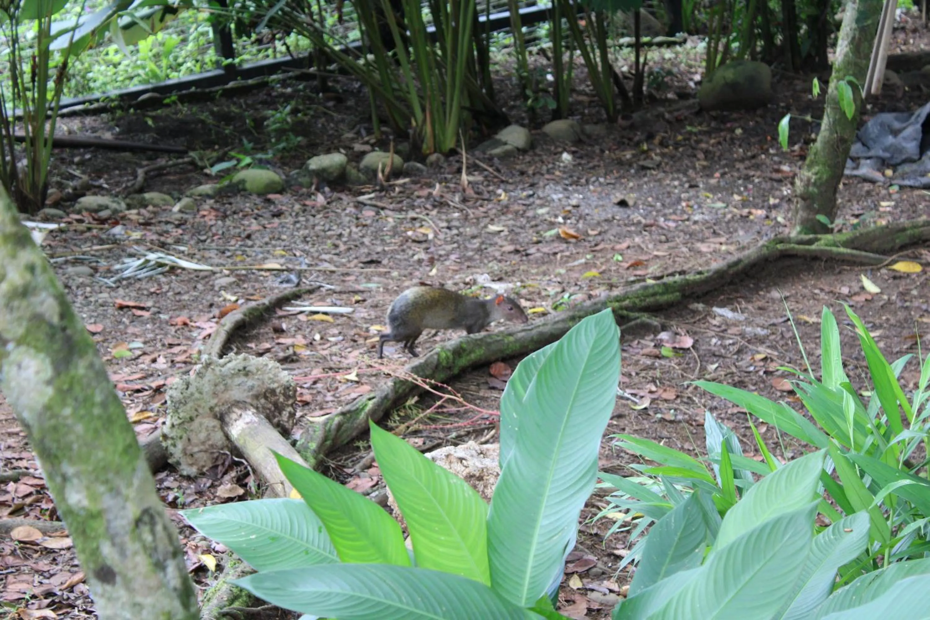 Animals in Mountain Top Park Hotel