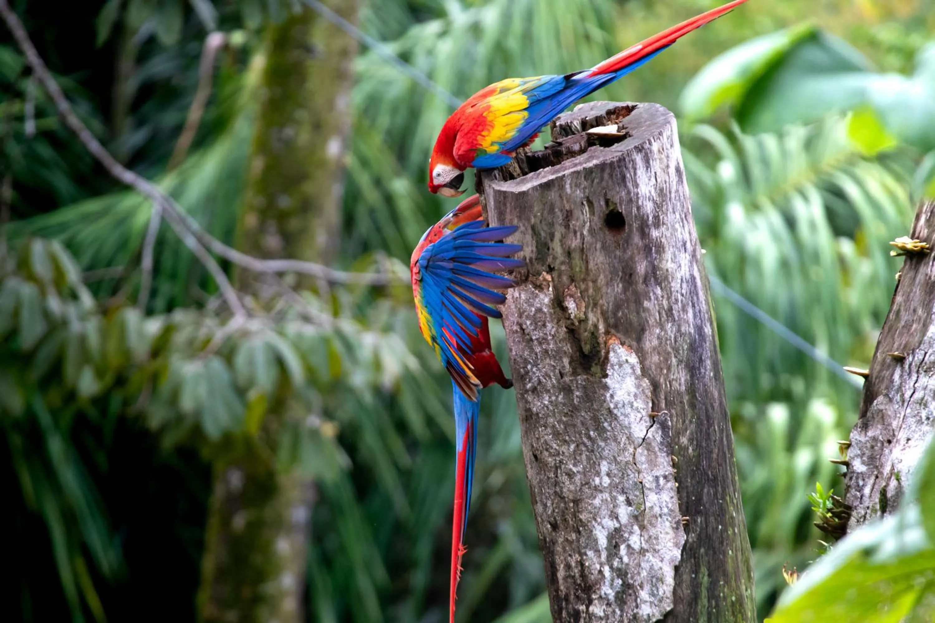 Animals in Mountain Top Park Hotel