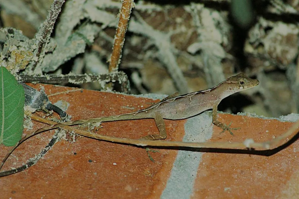 Animals in Mountain Top Park Hotel