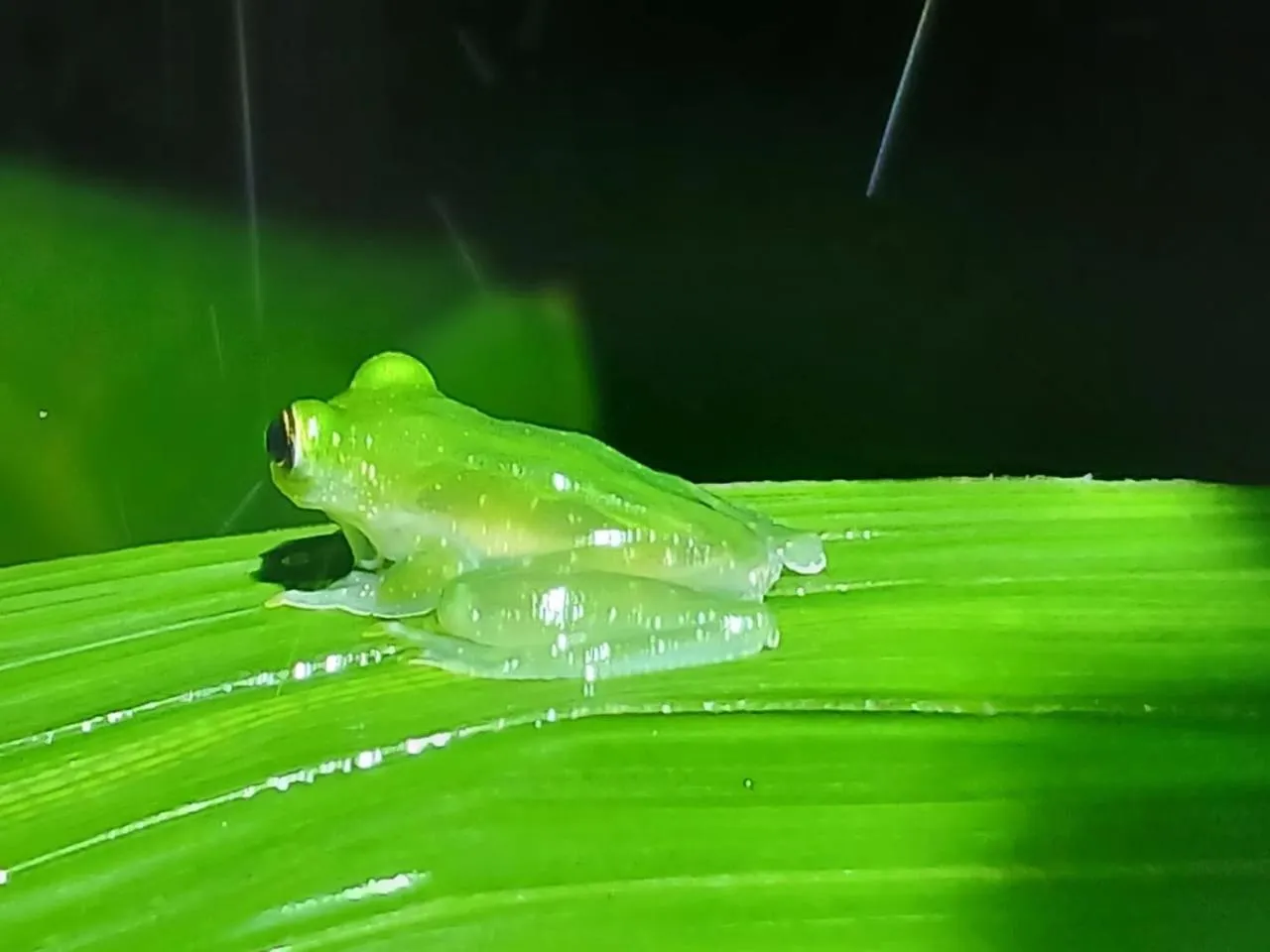 Animals in Mountain Top Park Hotel