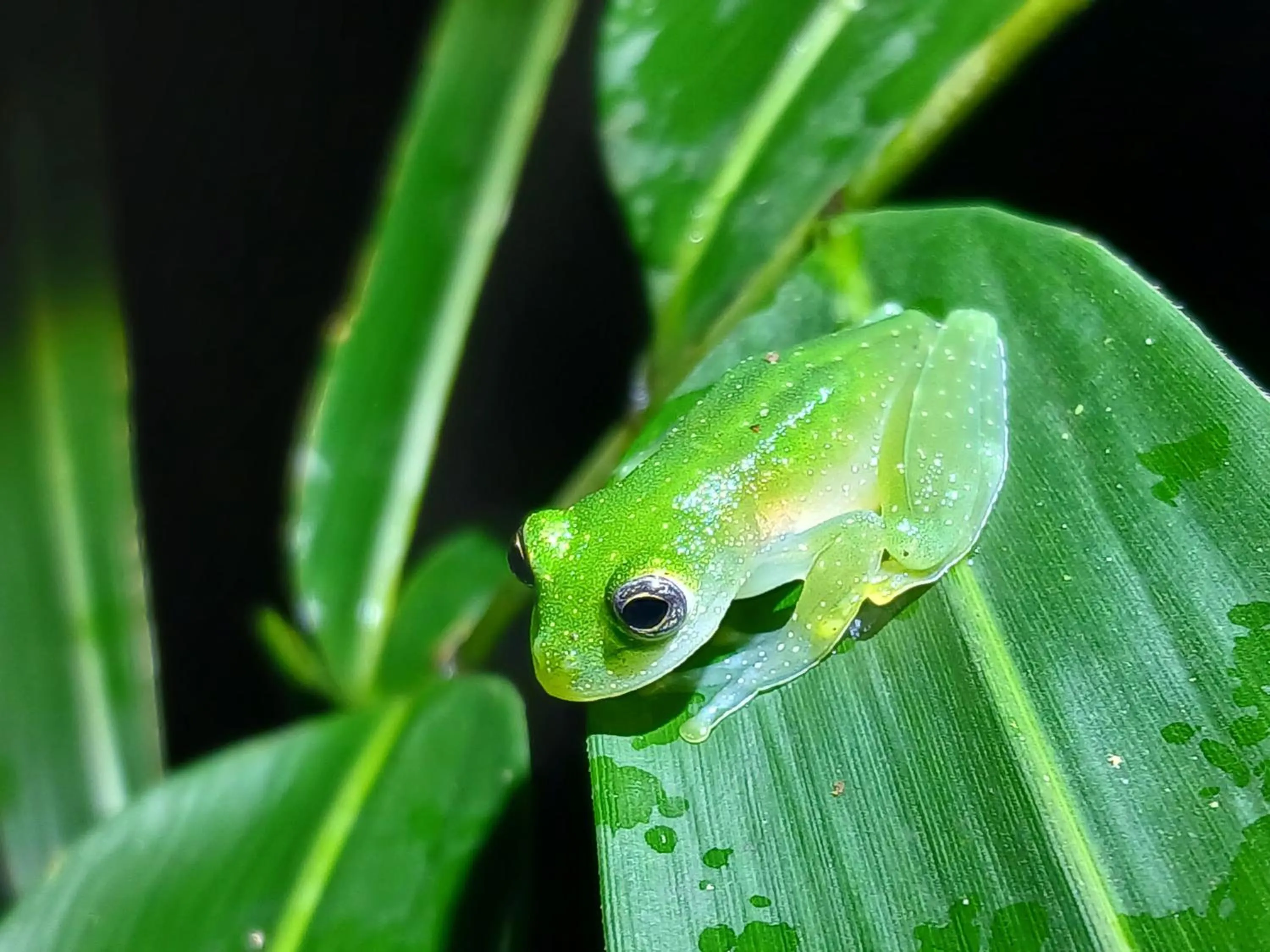 Animals in Mountain Top Park Hotel