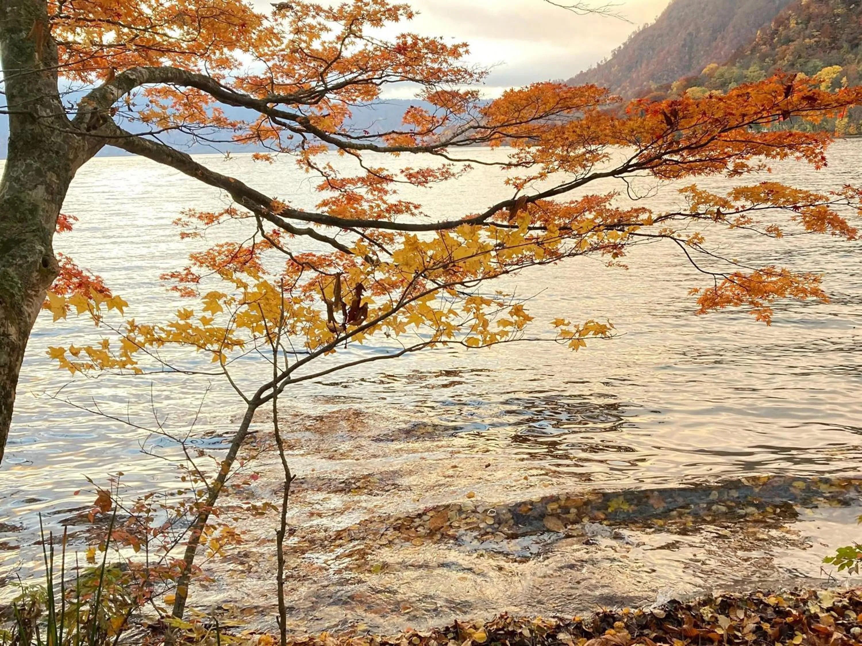 Garden view in Towada Prince Hotel