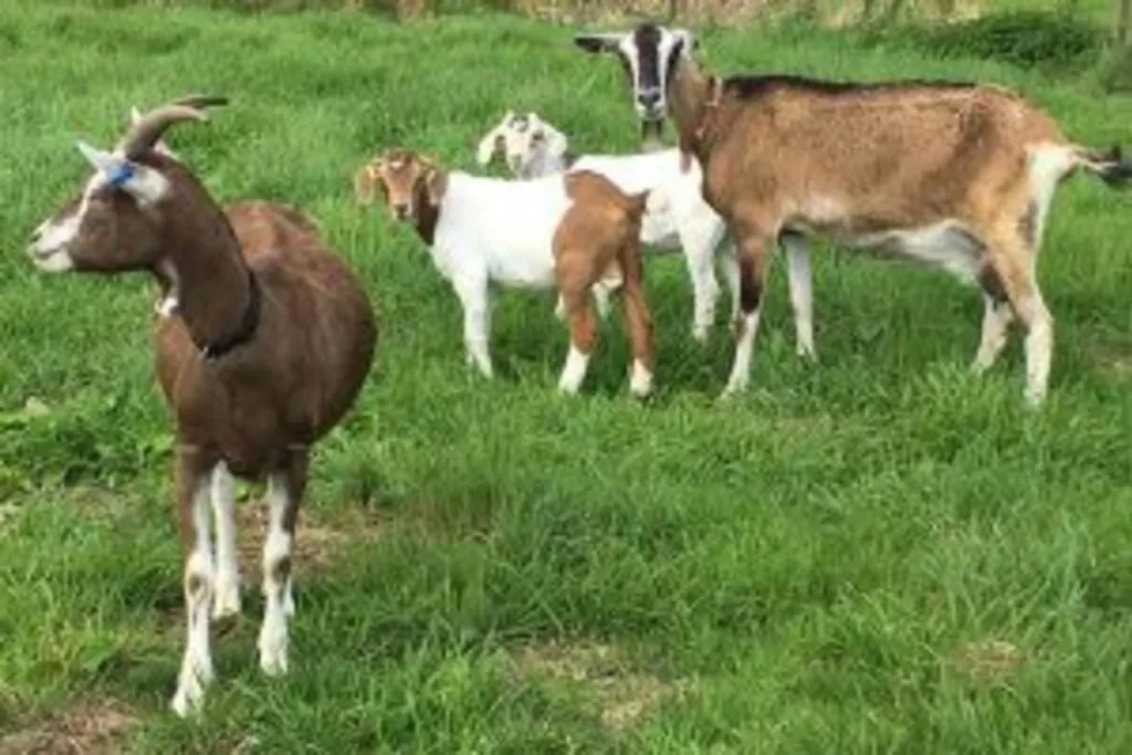 Animals in The Stable at Clauchan Holiday Cottages