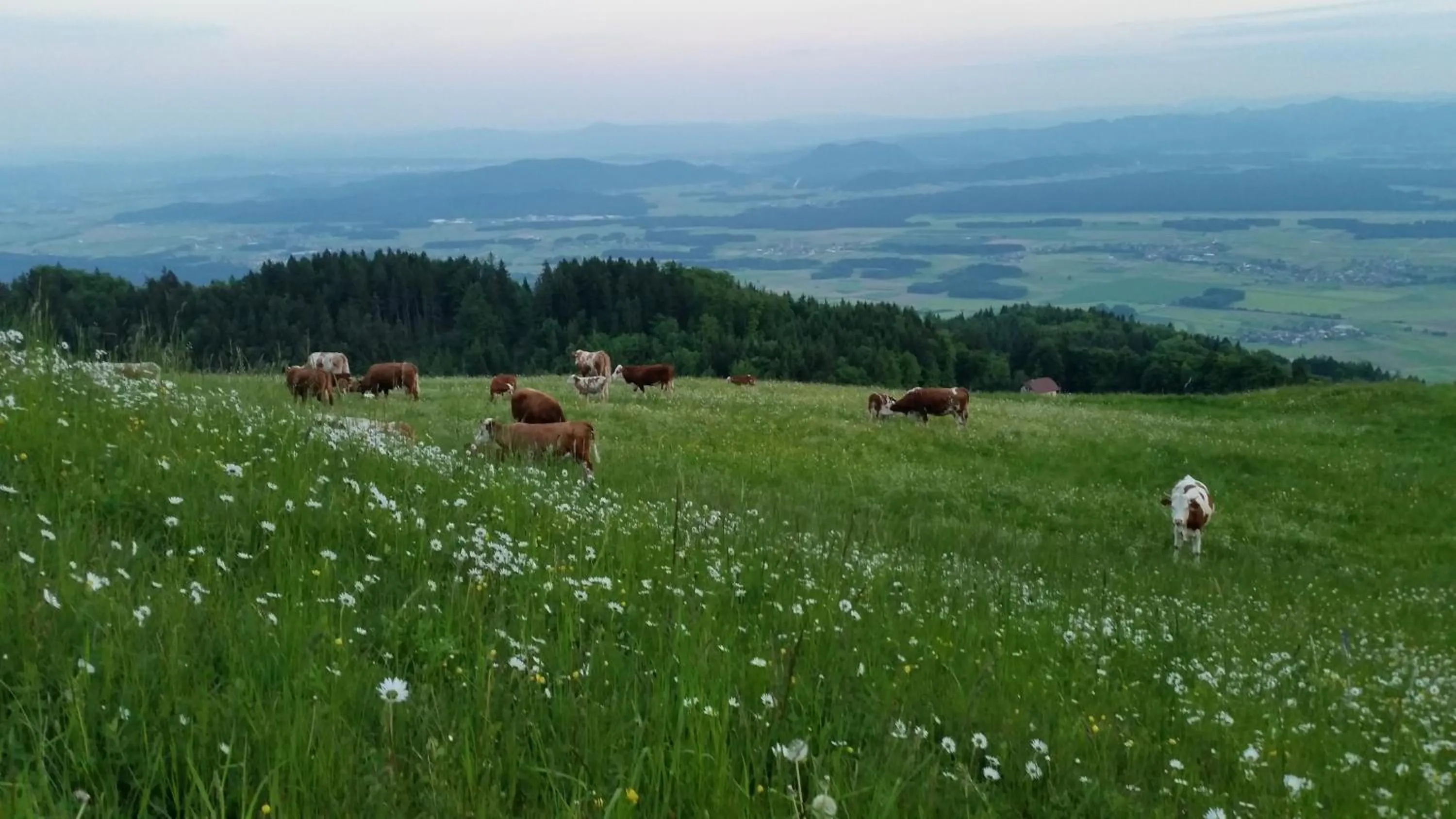 Animals in Guest house Pr Ambružarju & Apartments