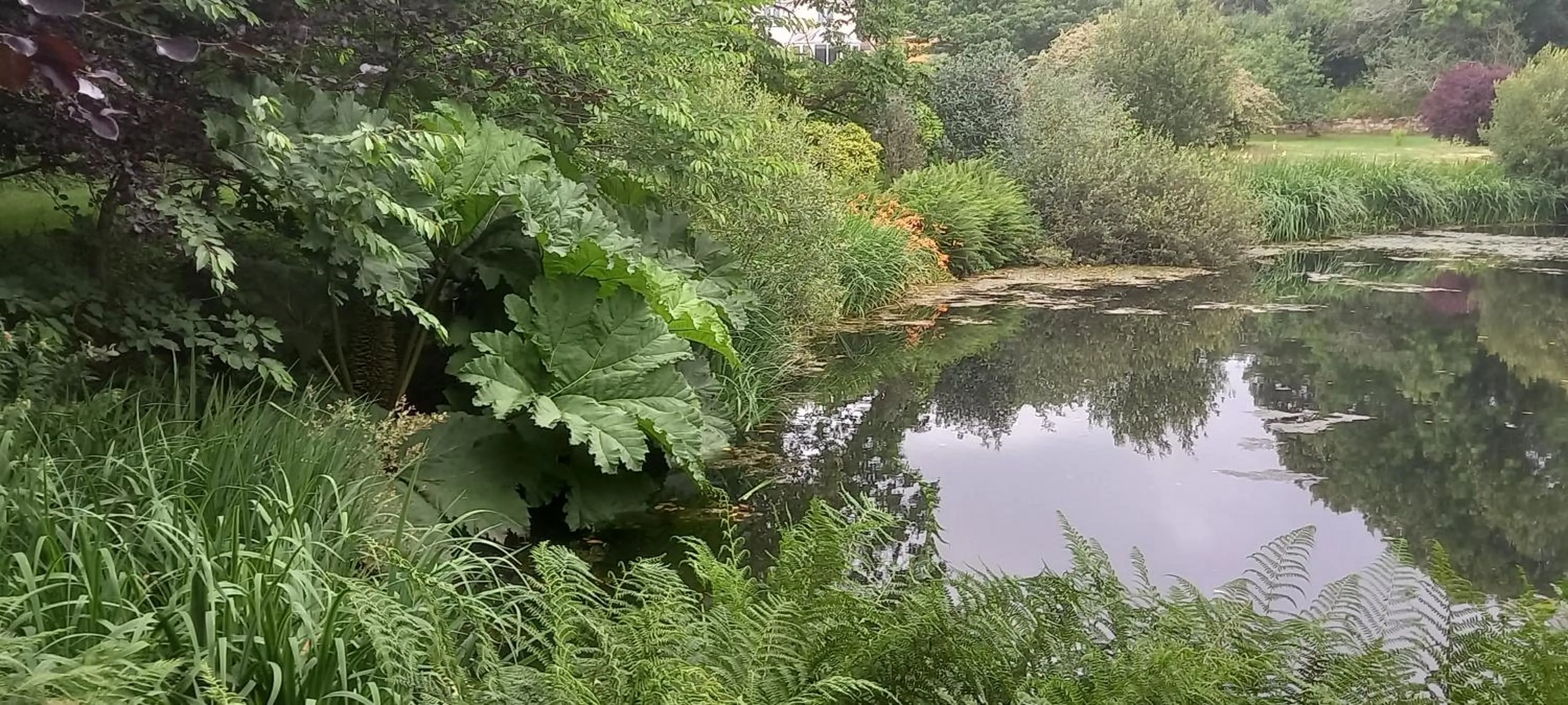 Natural landscape in Polgwedhen Lodge