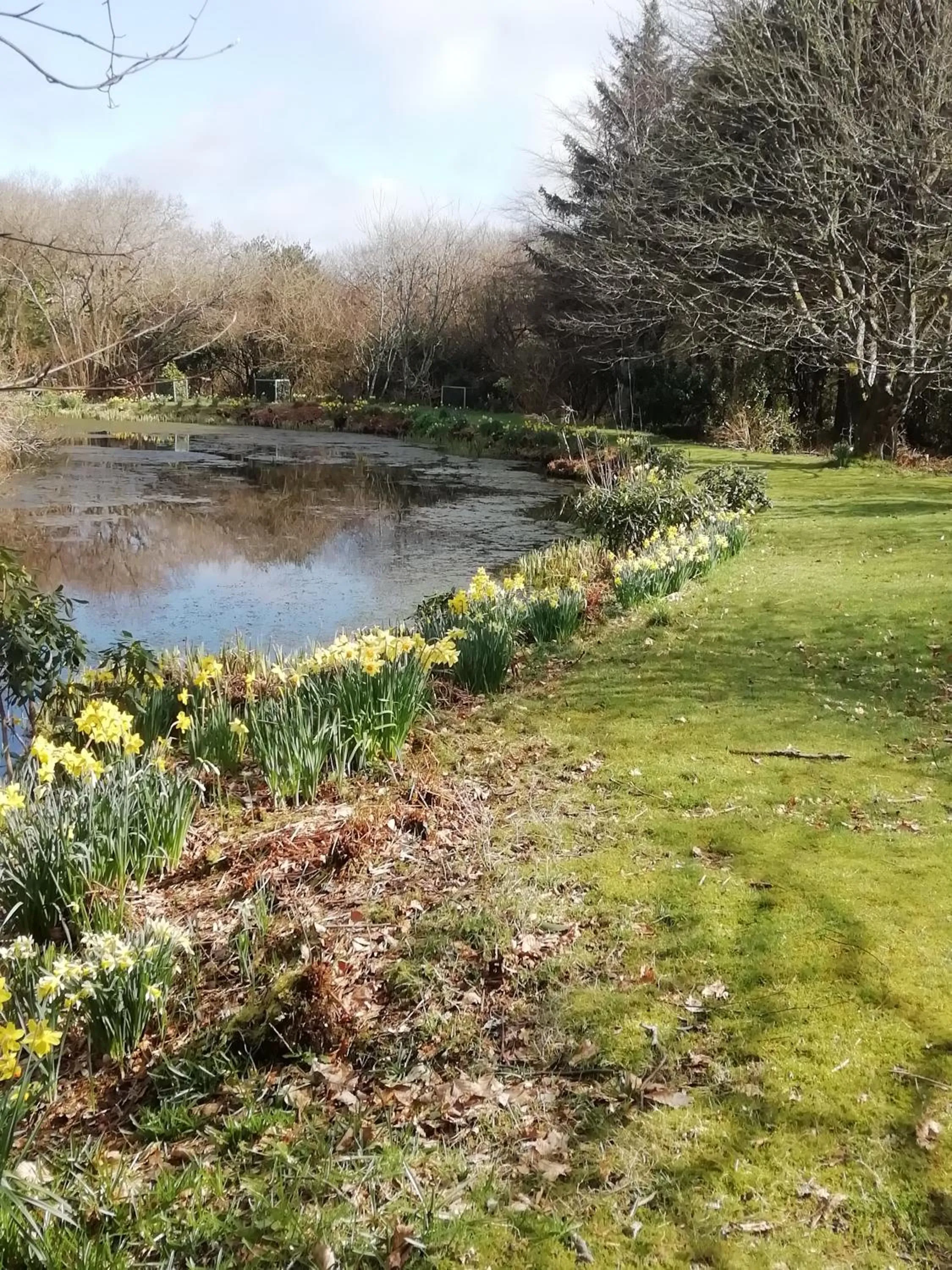Spring in Polgwedhen Lodge