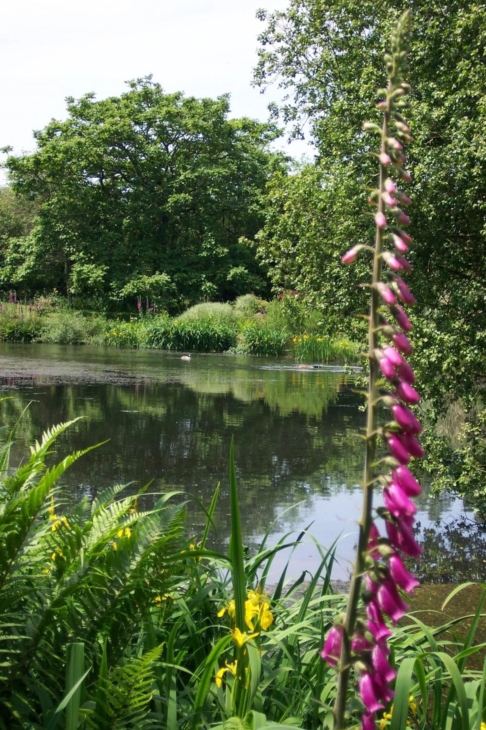 Garden in Polgwedhen Lodge