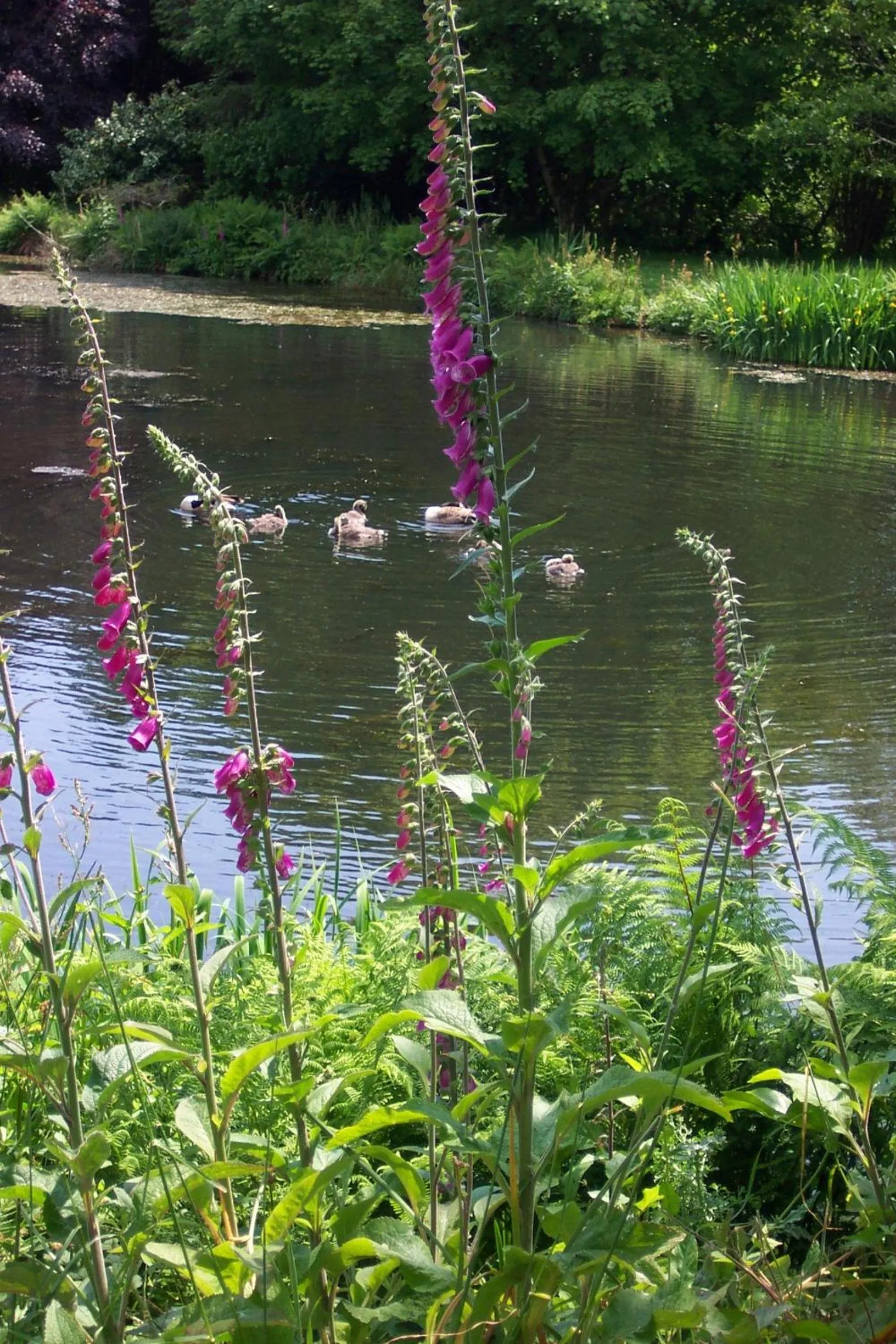 Garden in Polgwedhen Lodge