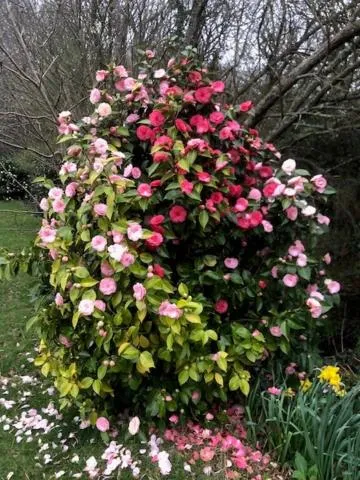 Spring in Polgwedhen Lodge