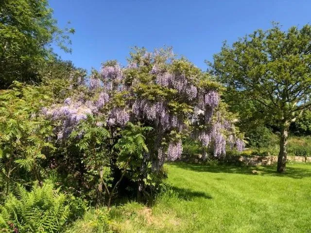 Spring in Polgwedhen Lodge