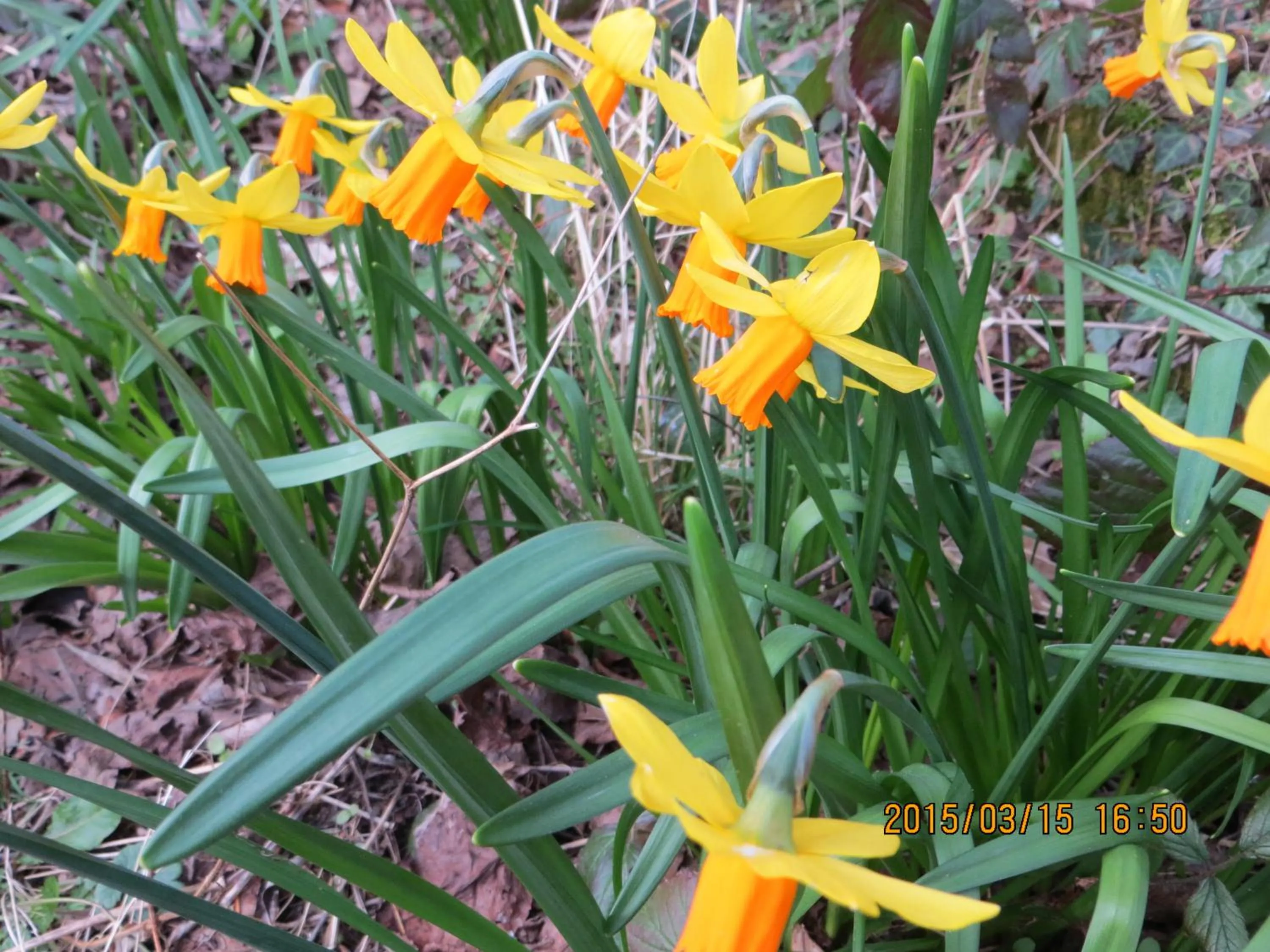 Spring in Polgwedhen Lodge