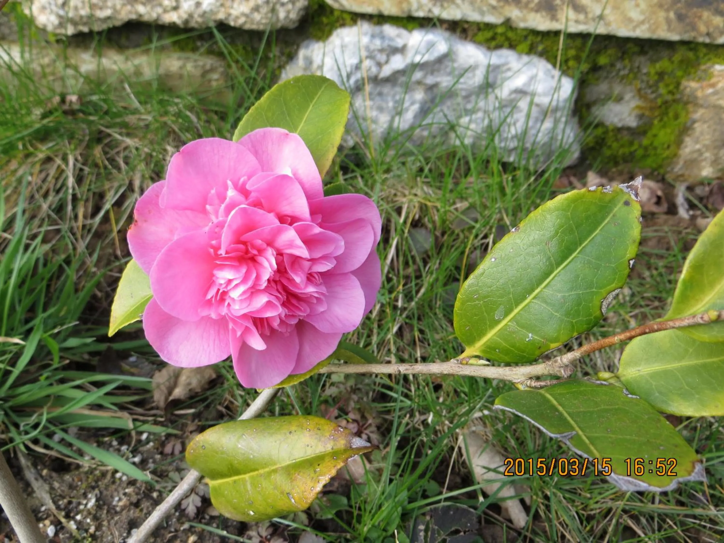 Garden in Polgwedhen Lodge