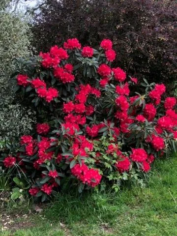 Spring in Polgwedhen Lodge