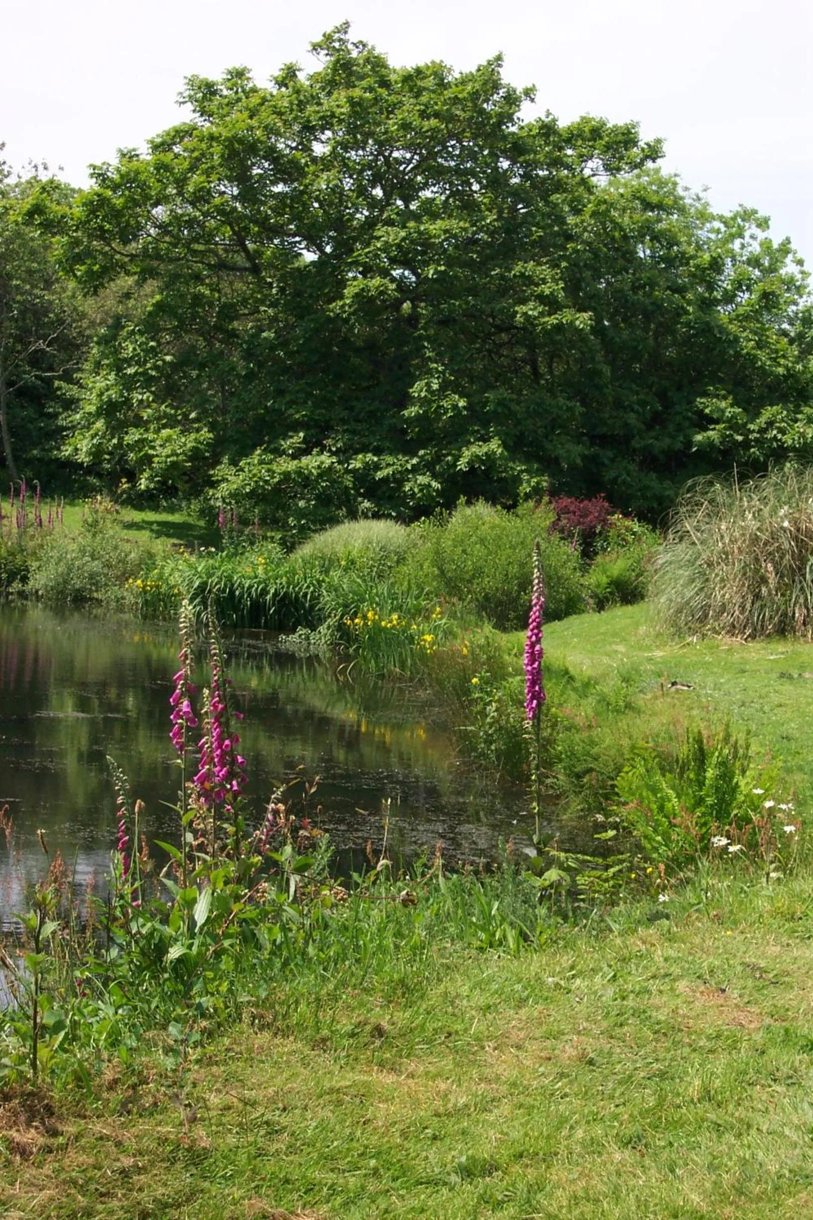 Garden in Polgwedhen Lodge