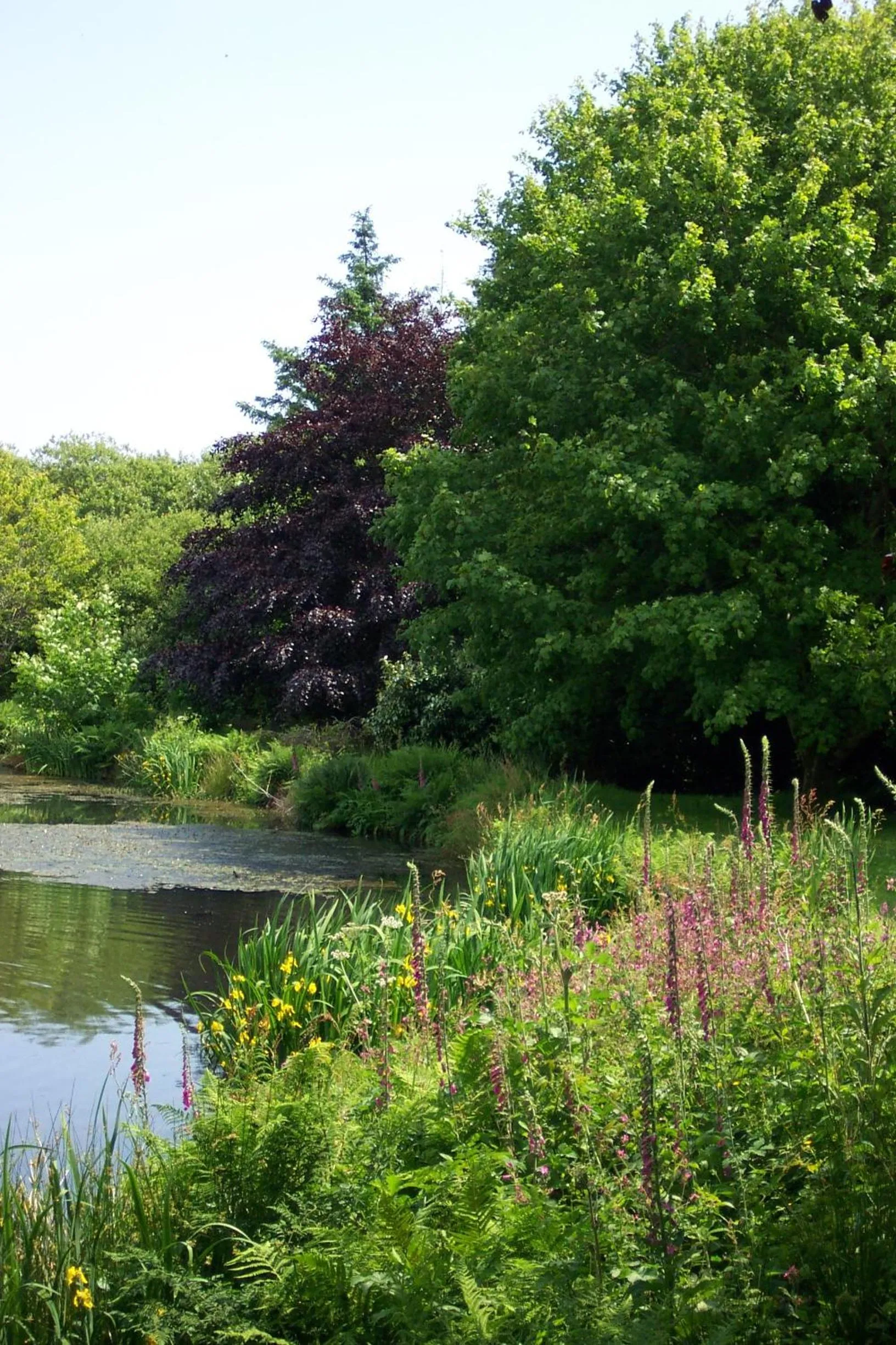 Garden in Polgwedhen Lodge