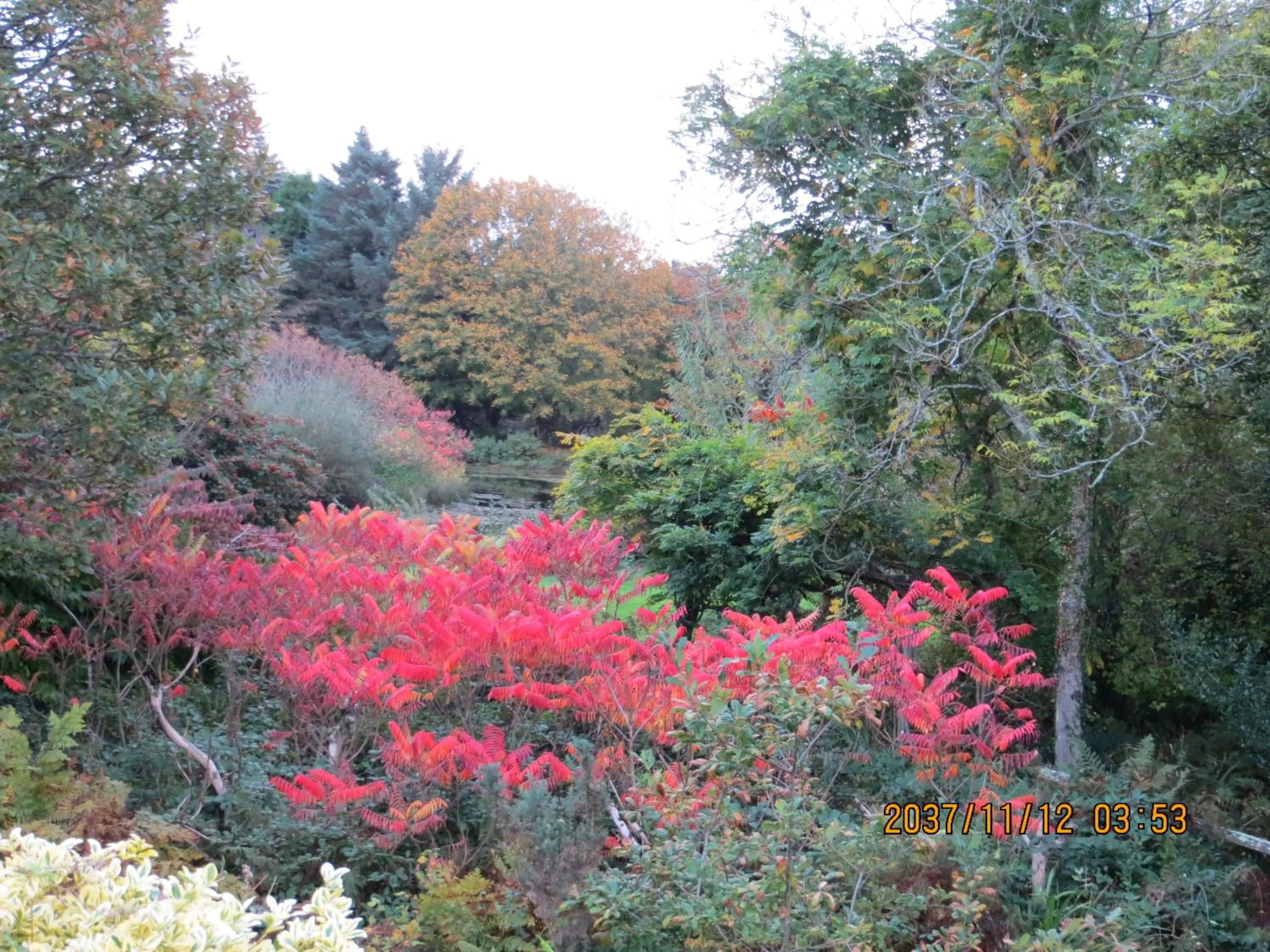 Garden in Polgwedhen Lodge