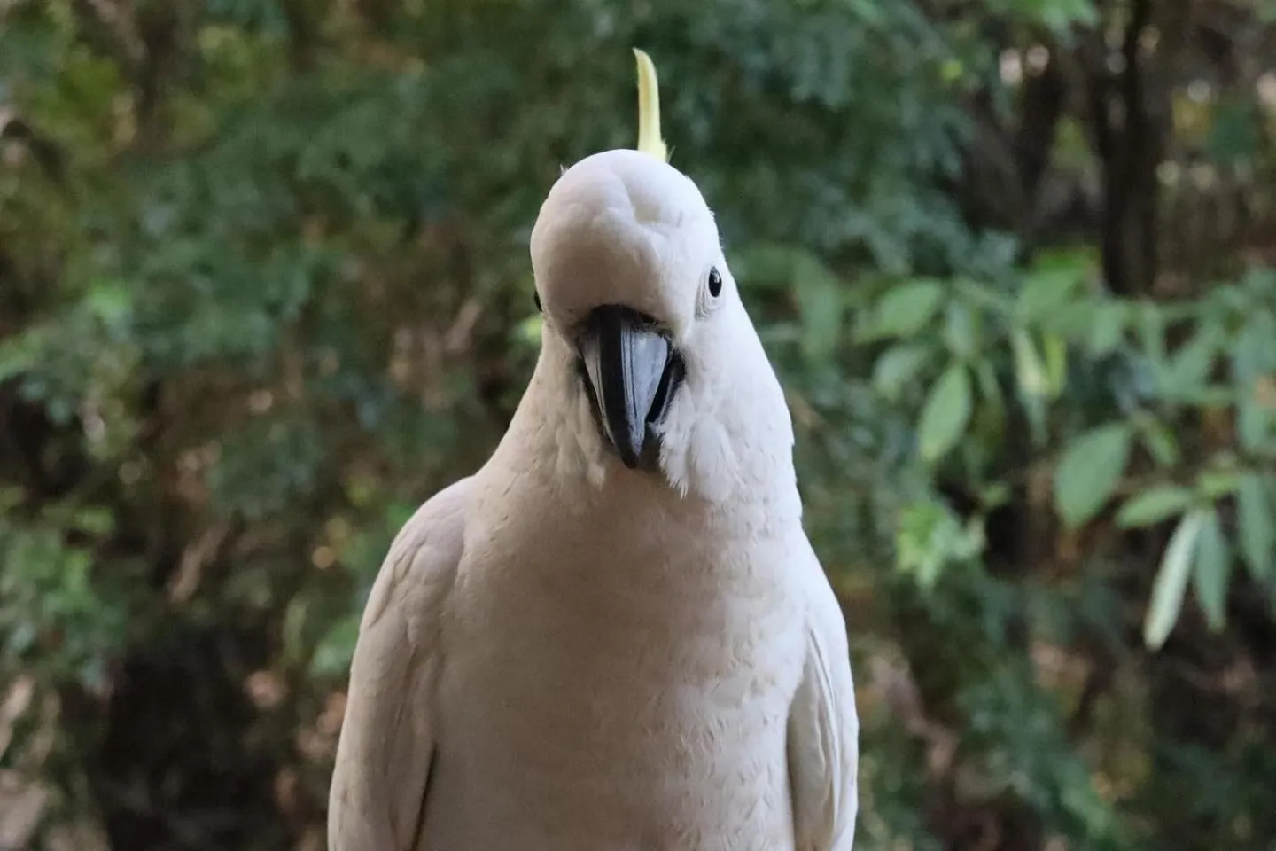 Animals in Palm Bay Resort