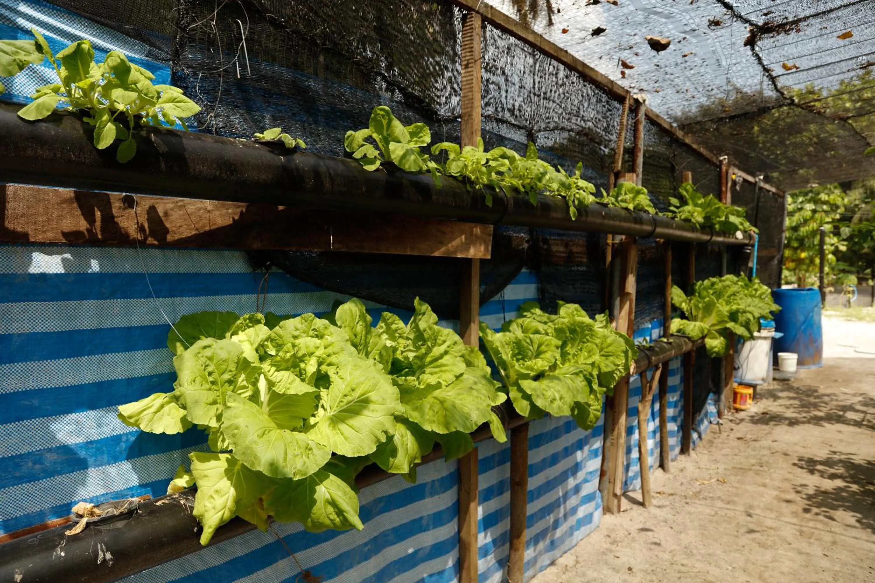 Garden in The Barefoot Eco Hotel