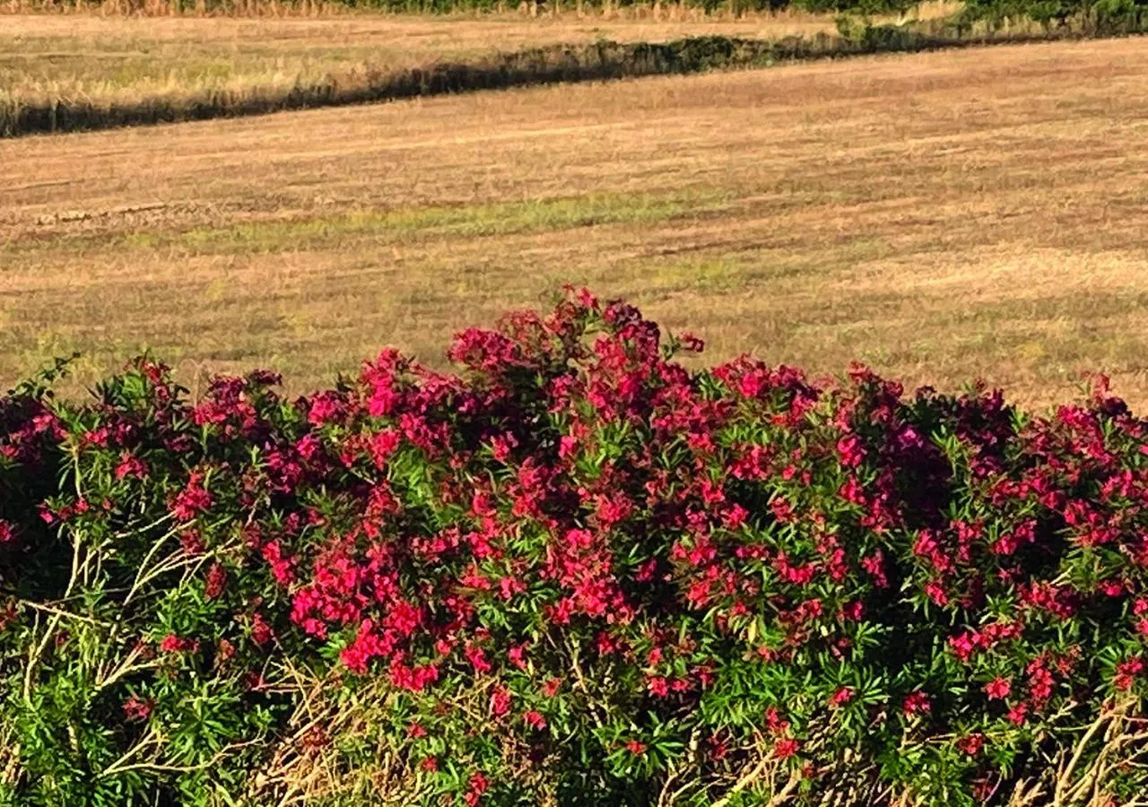 View (from property/room) in Le casette di Frà Studios