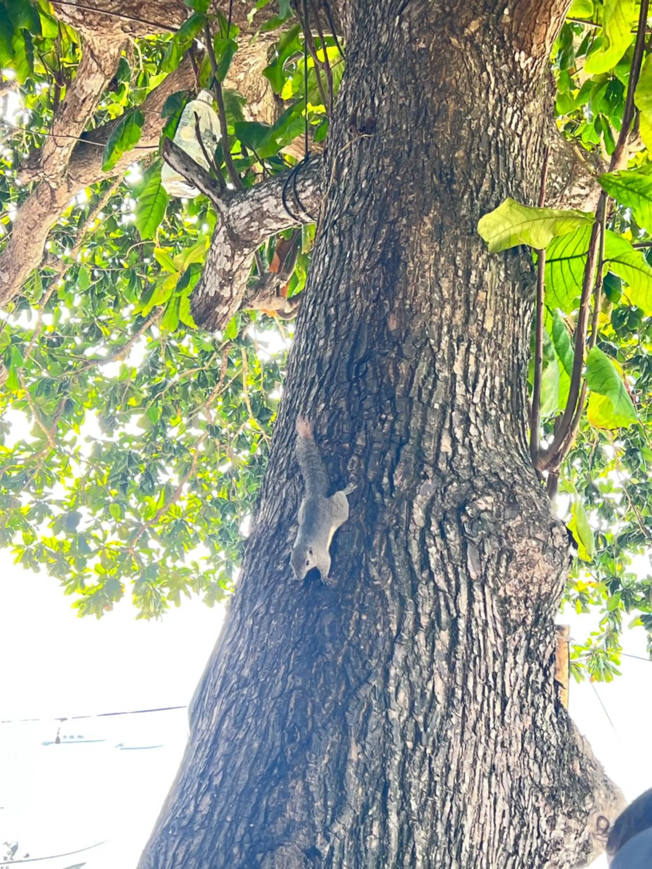 Natural landscape in Mama's Chalet Pulau Perhentian Besar