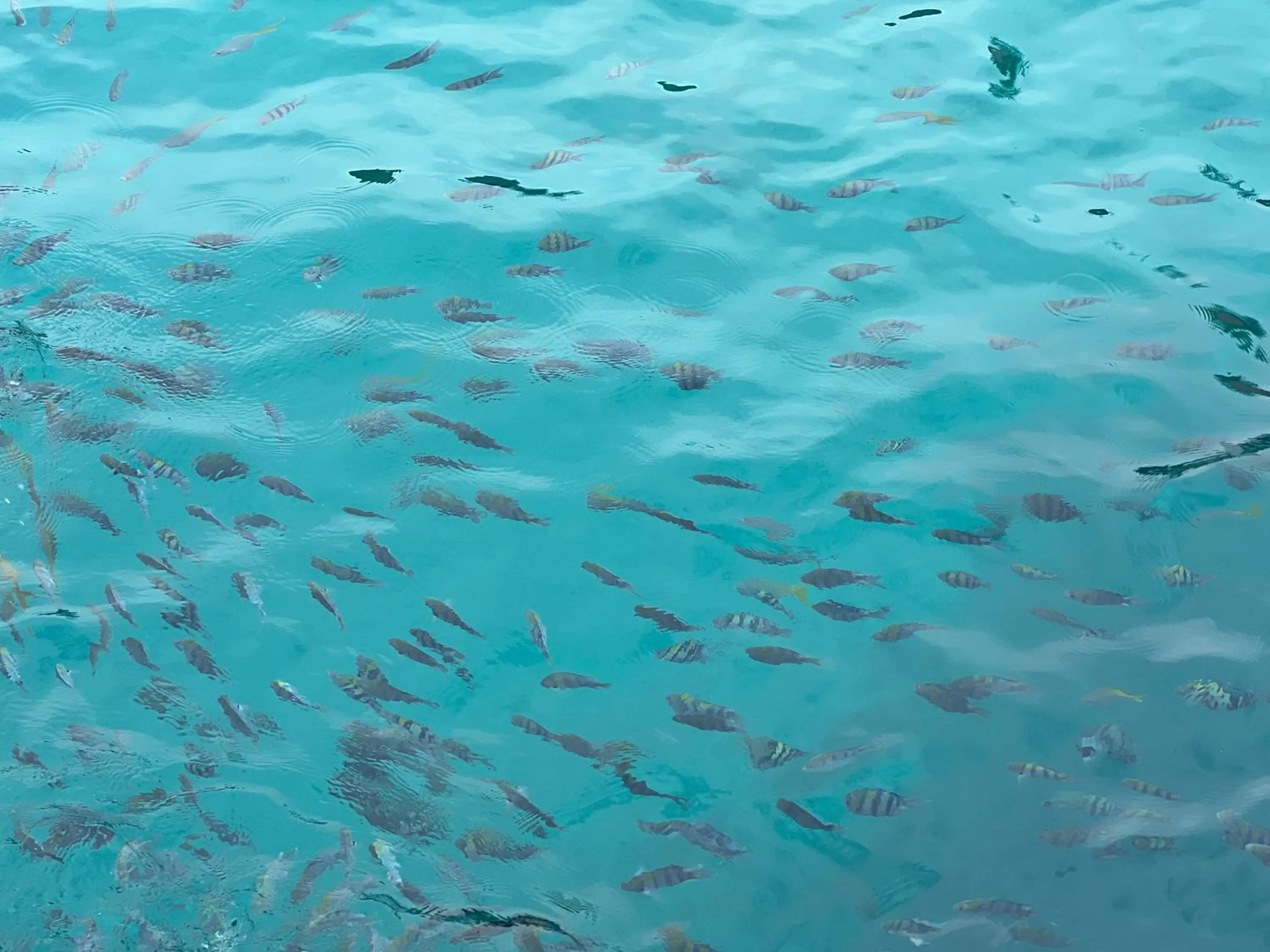 Snorkeling in Mama's Chalet Pulau Perhentian Besar