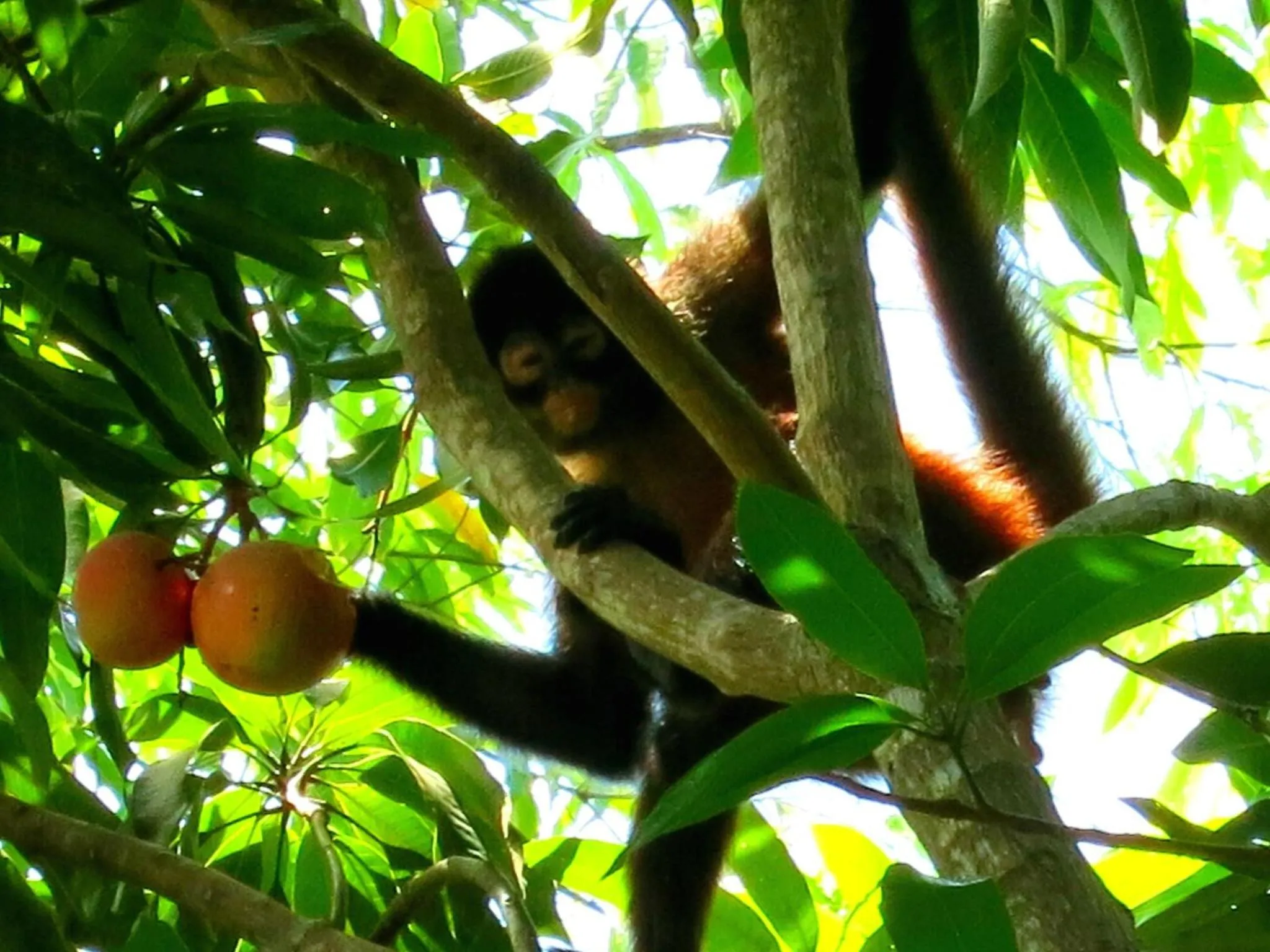View (from property/room) in LagunaVista Villas