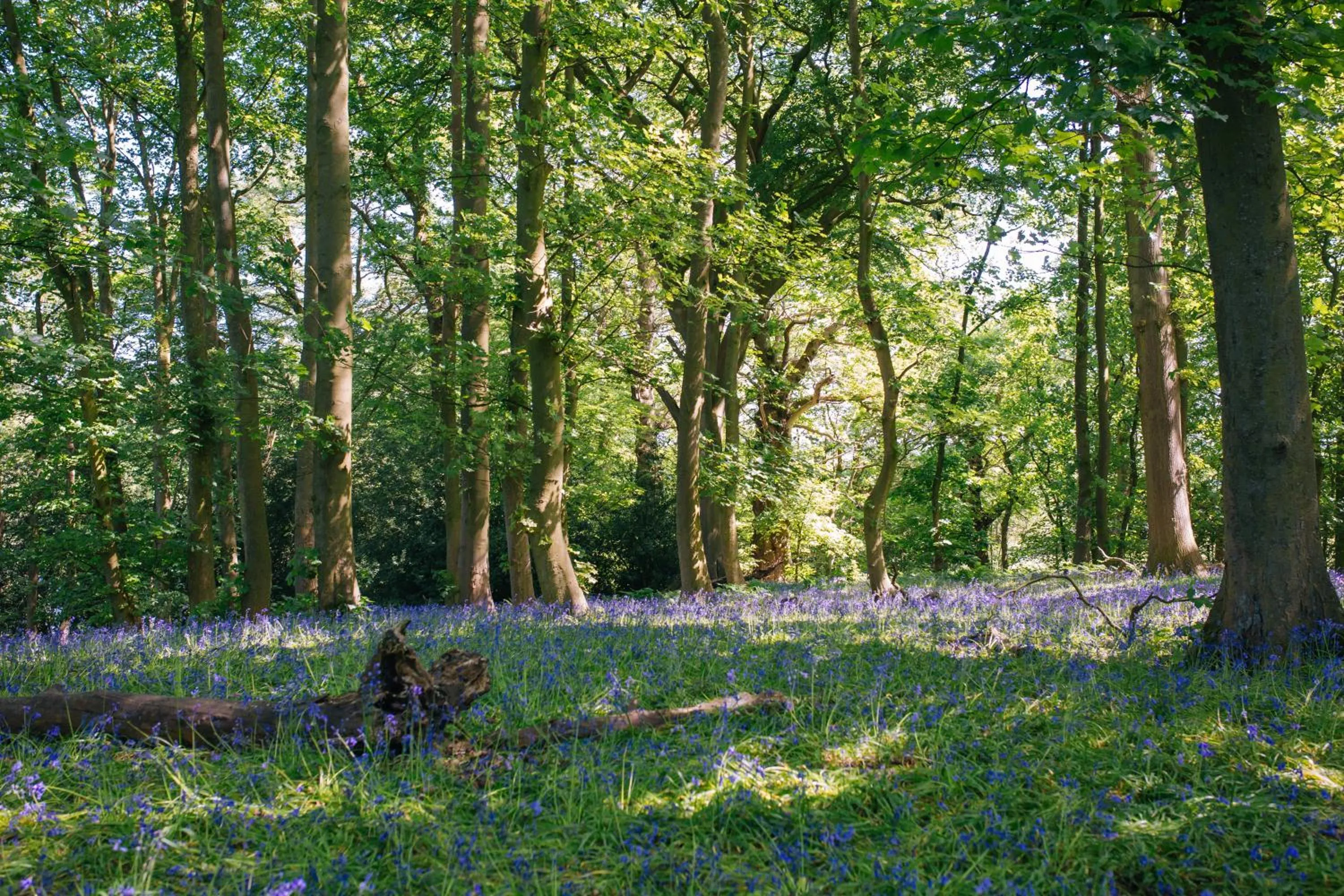 Natural landscape in Yew Tree Farm