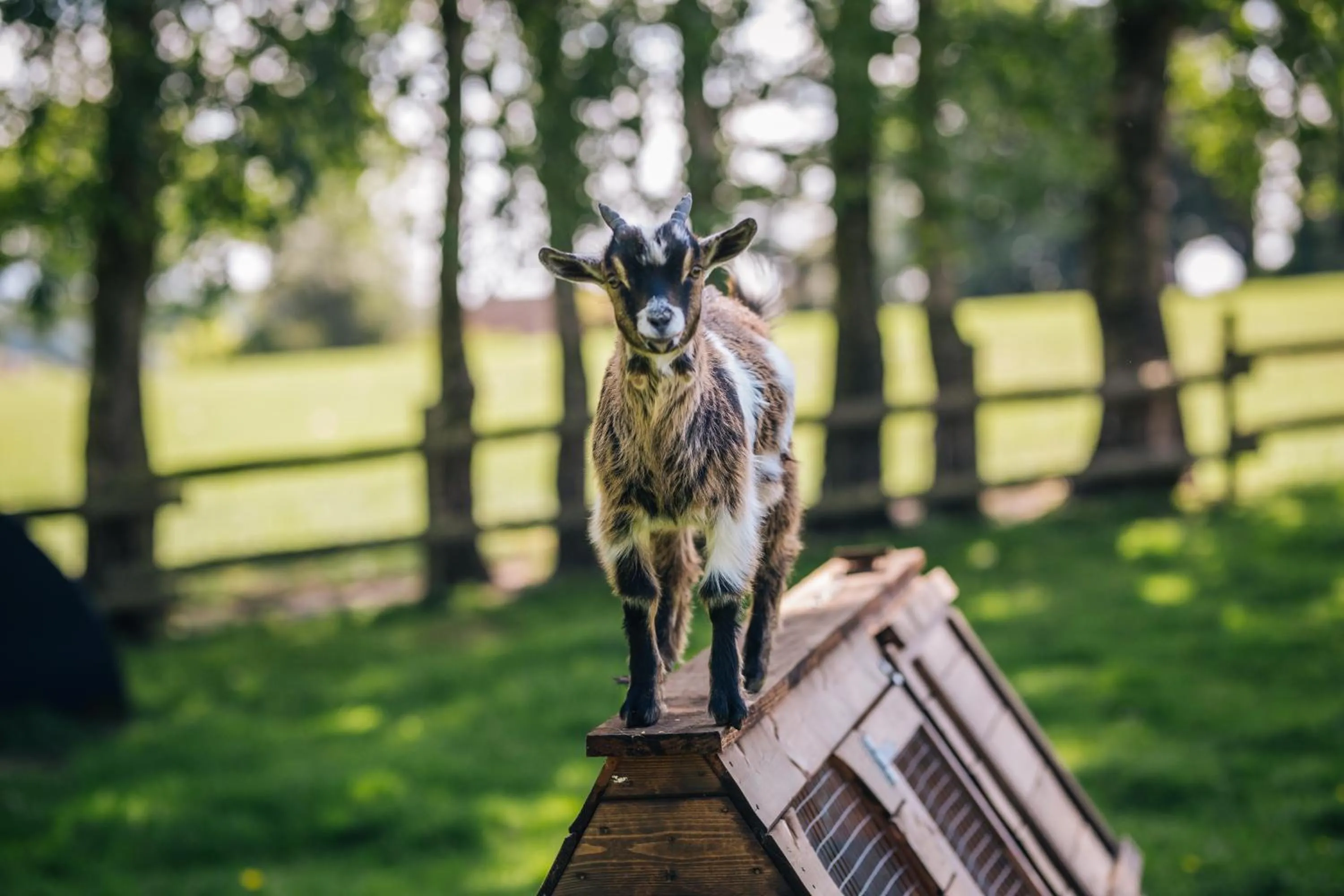 Animals in Yew Tree Farm