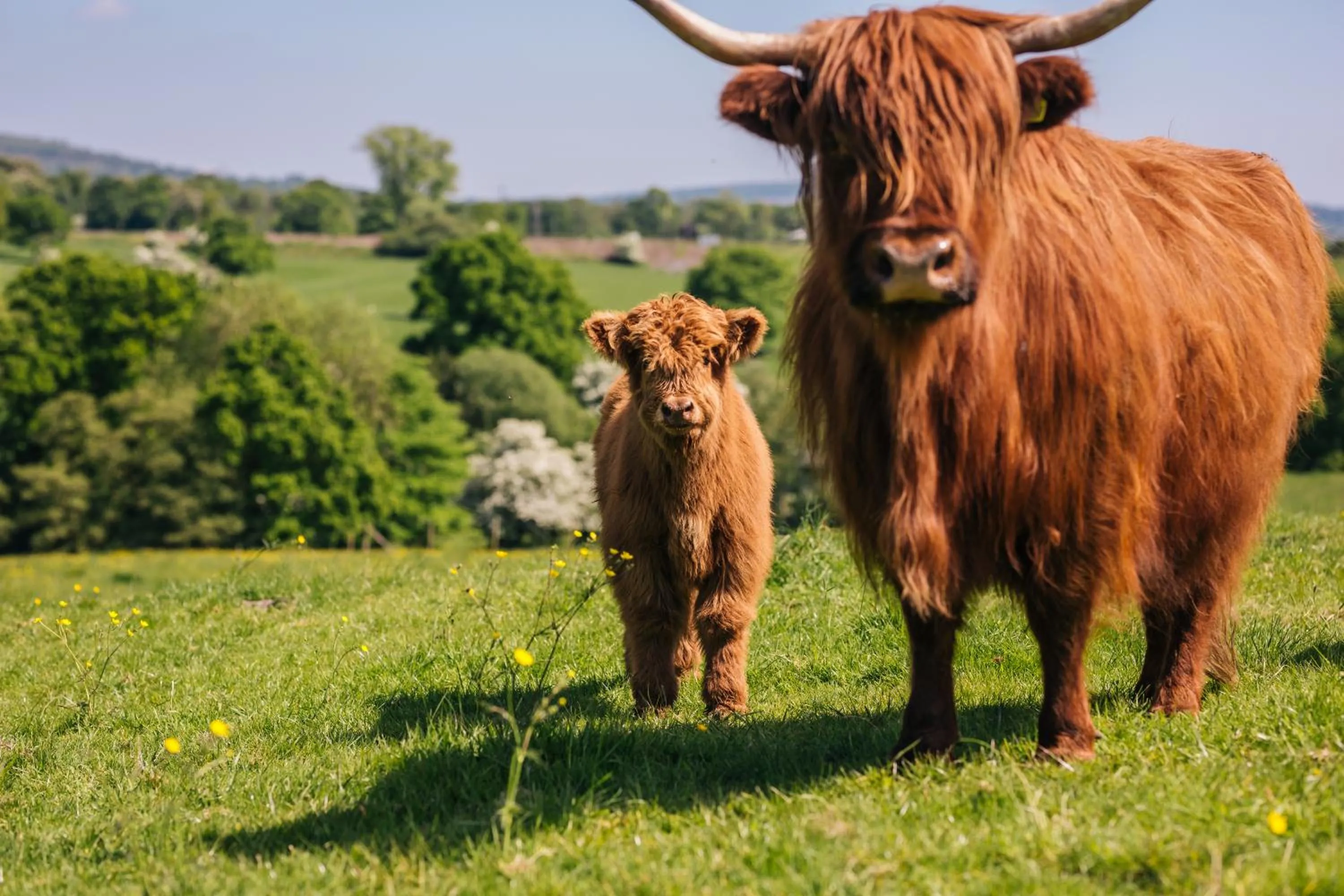Animals in Yew Tree Farm