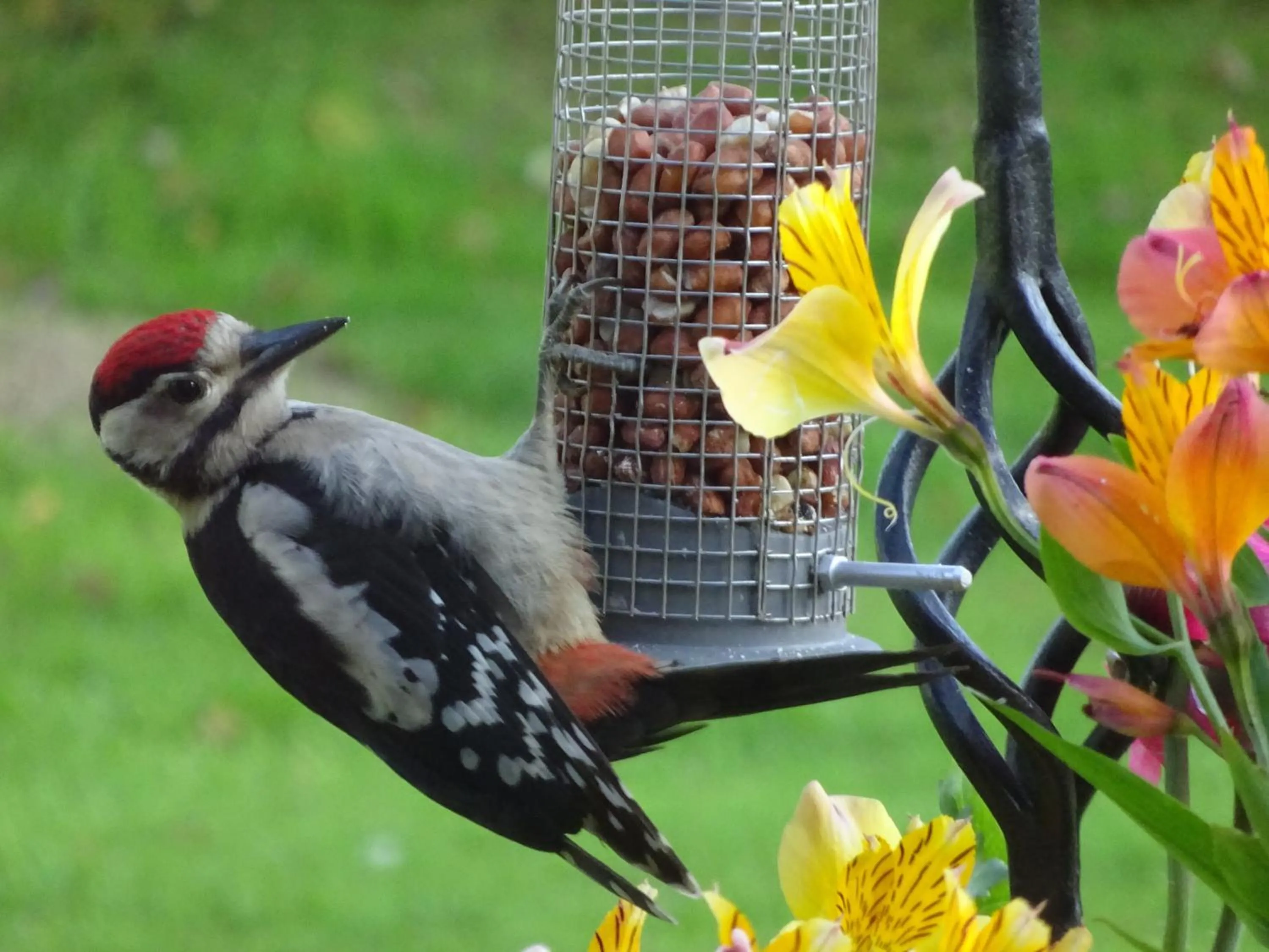 Animals in Yew Tree Farm