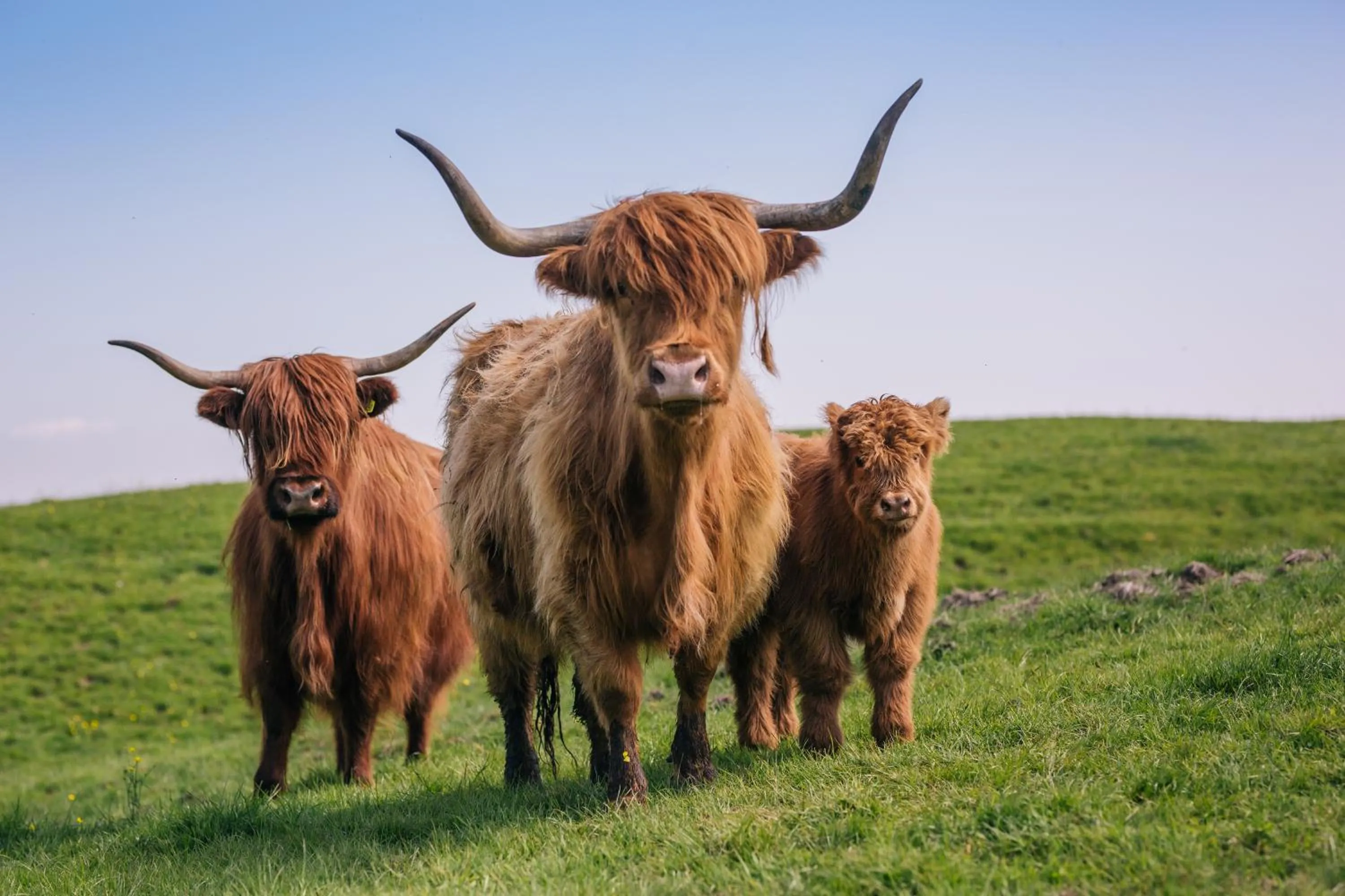 Animals in Yew Tree Farm