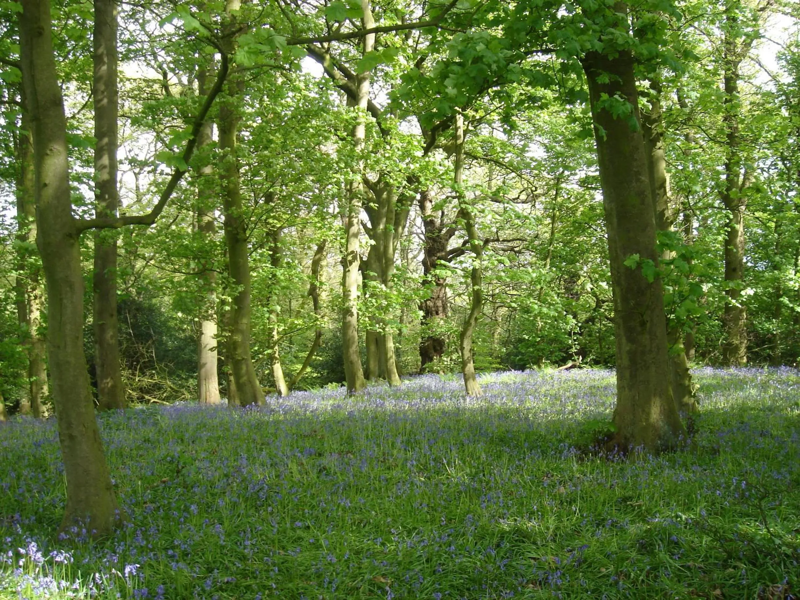 Natural landscape in Yew Tree Farm