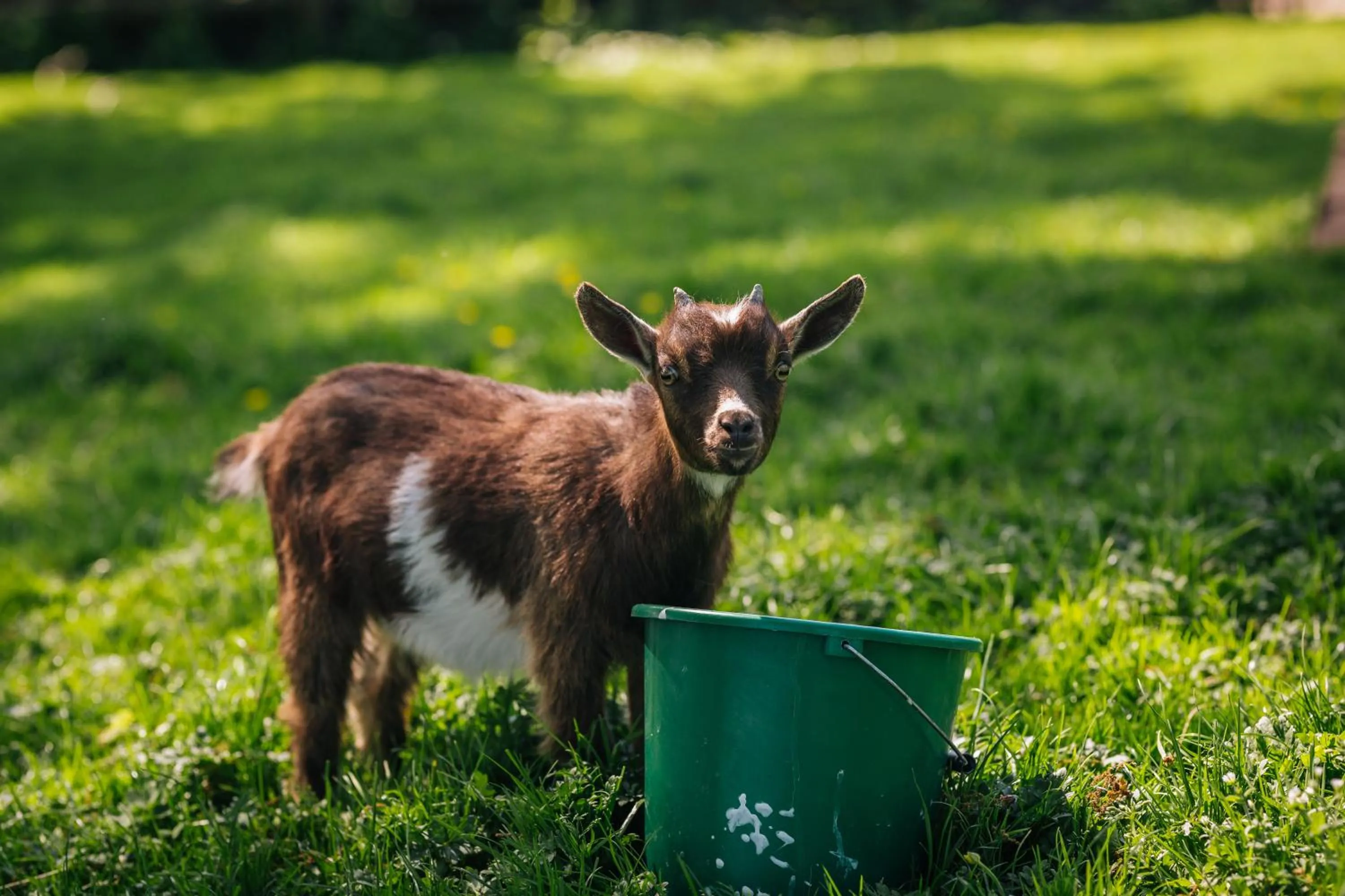 Animals in Yew Tree Farm