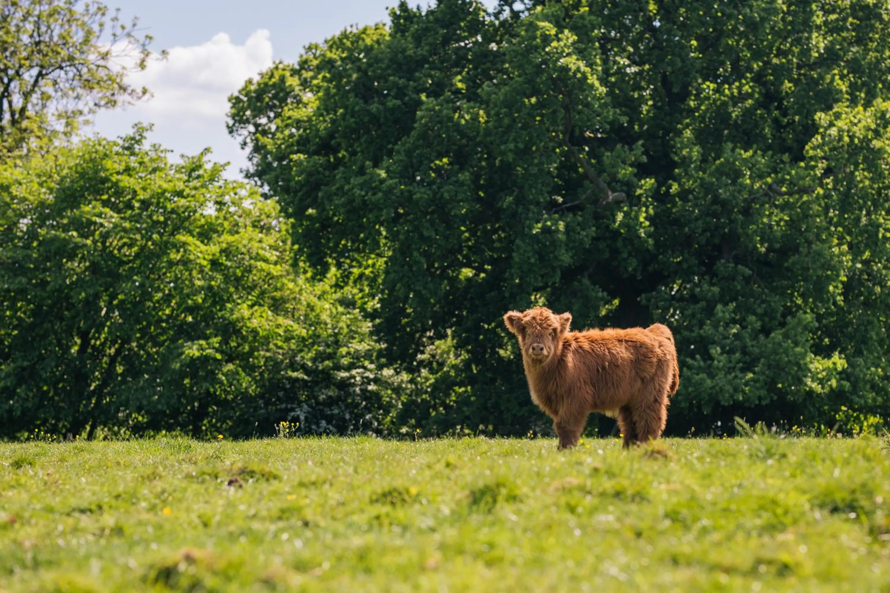 Animals in Yew Tree Farm
