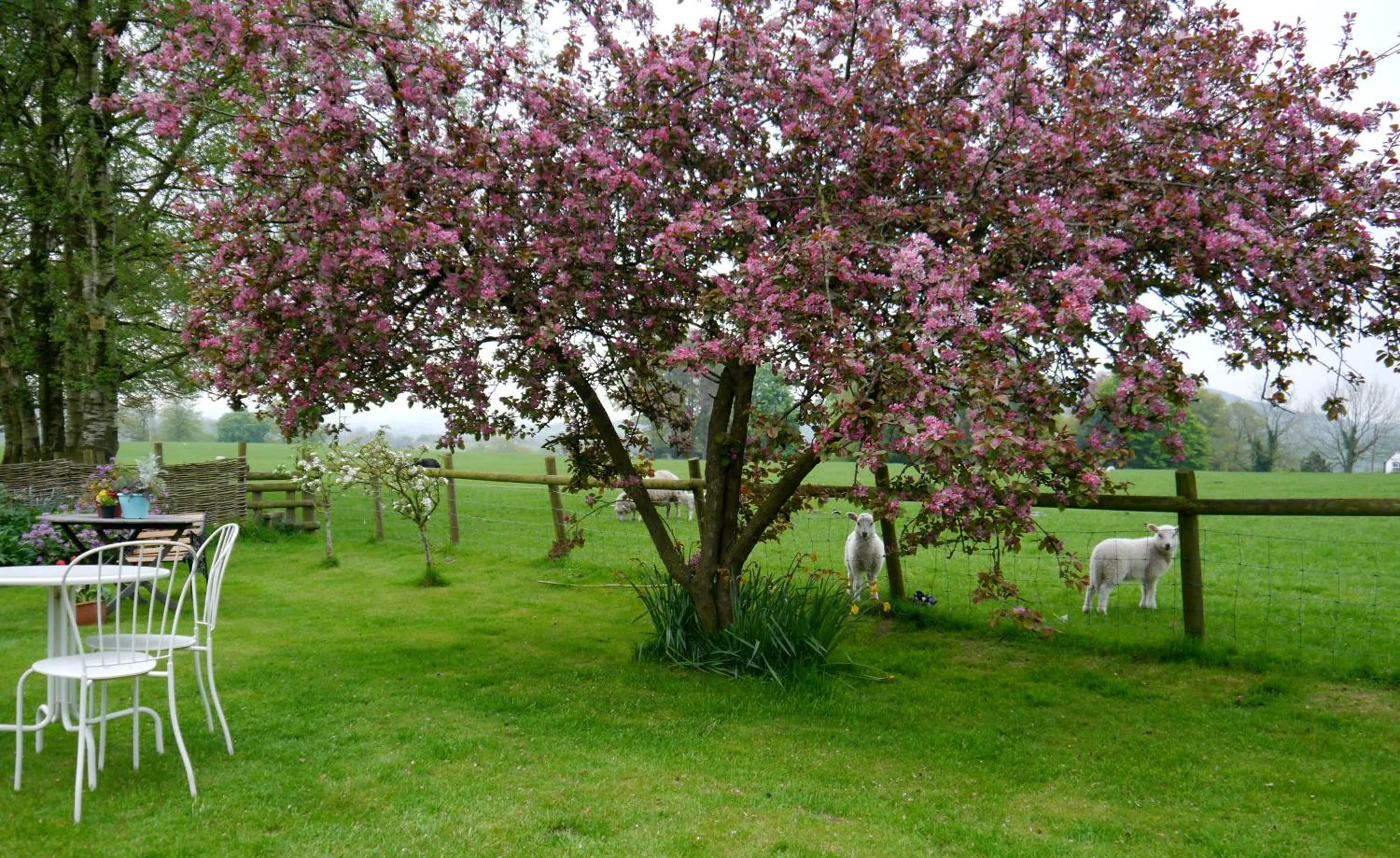 Spring in Yew Tree Farm