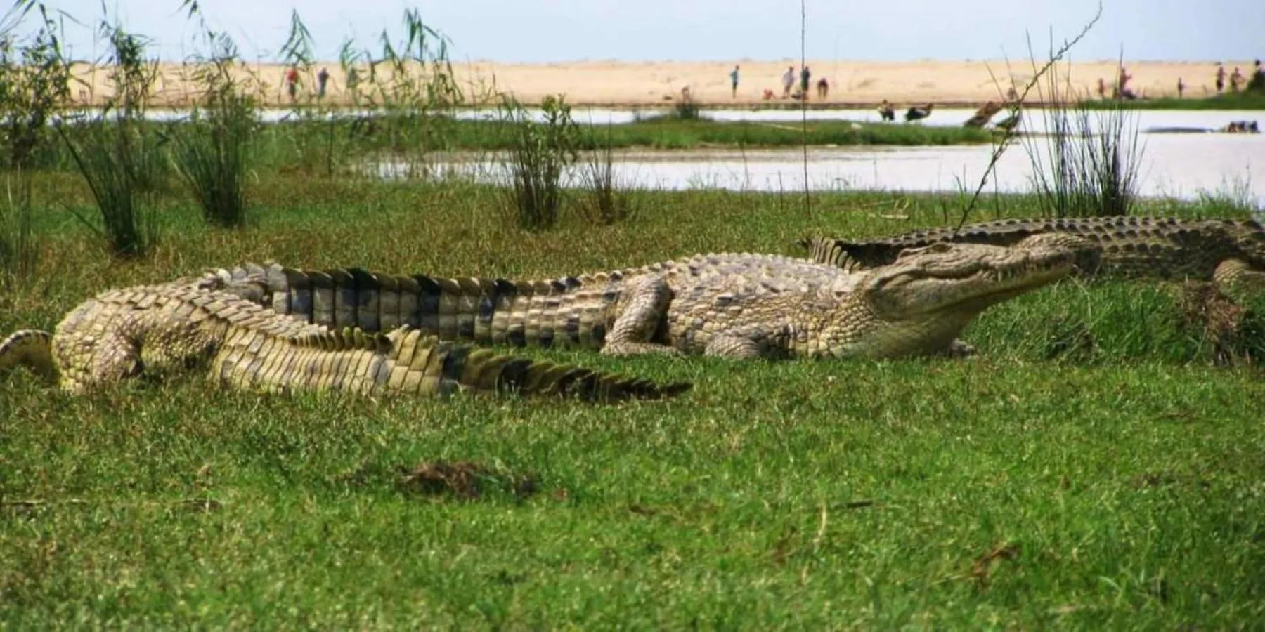 Animals in Leopard Corner Lodge