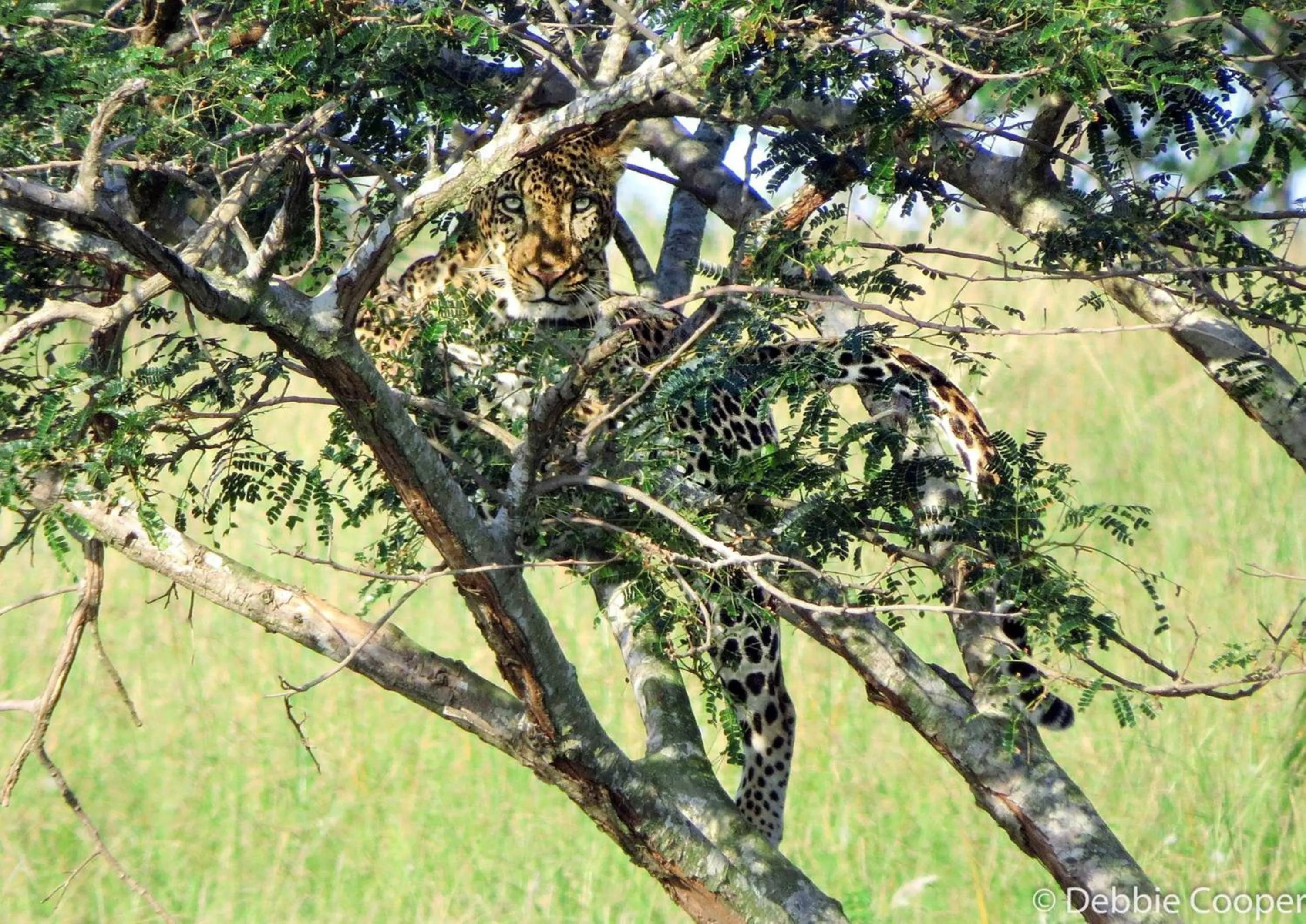 Animals in Leopard Corner Lodge