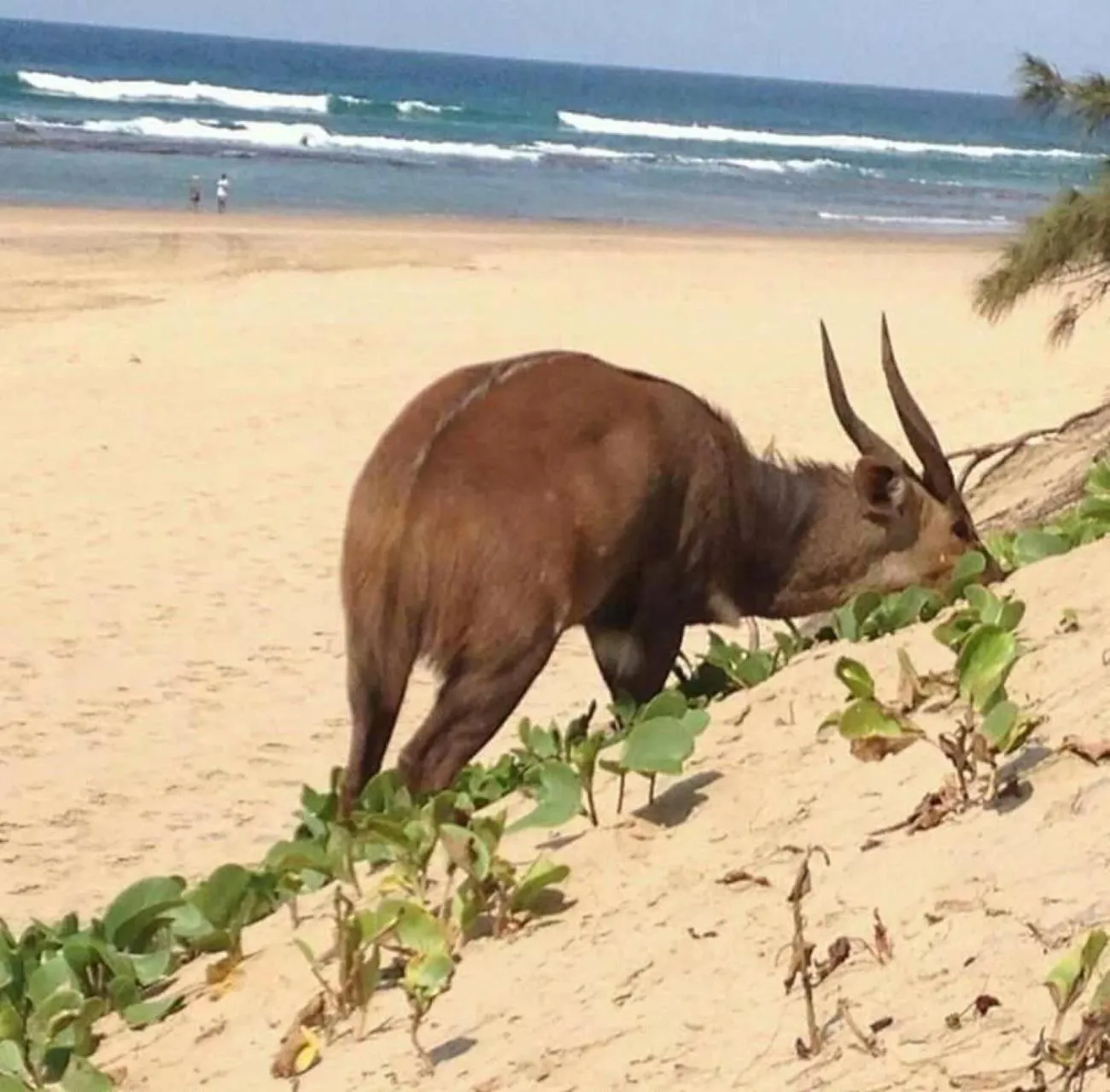 Beach in Leopard Corner Lodge