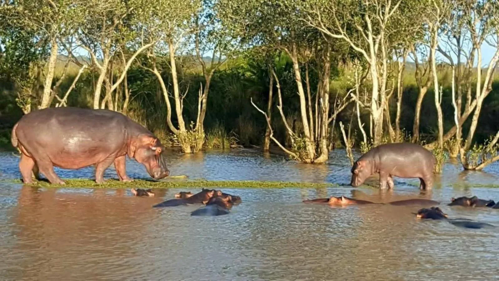 Animals in Leopard Corner Lodge