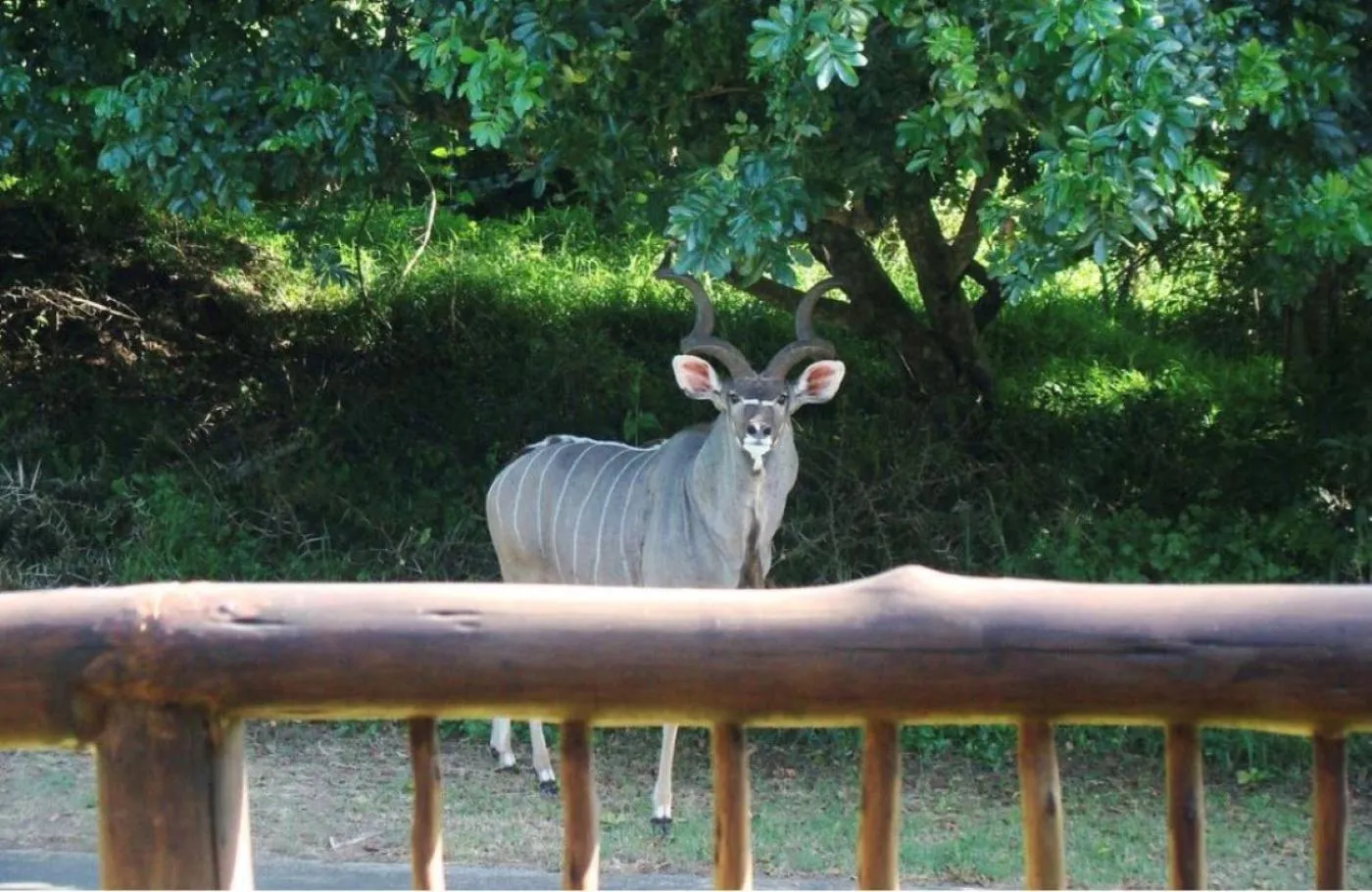 View (from property/room) in Leopard Corner Lodge