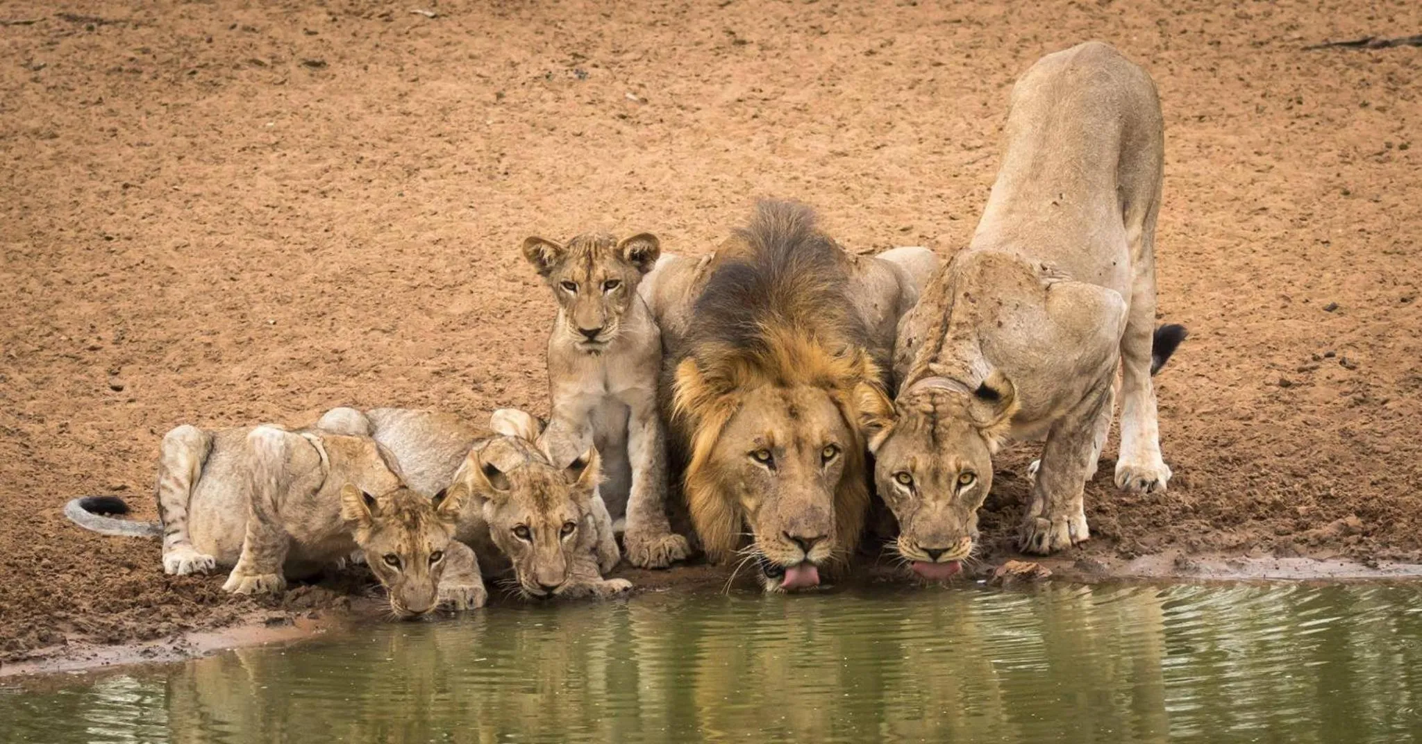 Animals in Leopard Corner Lodge