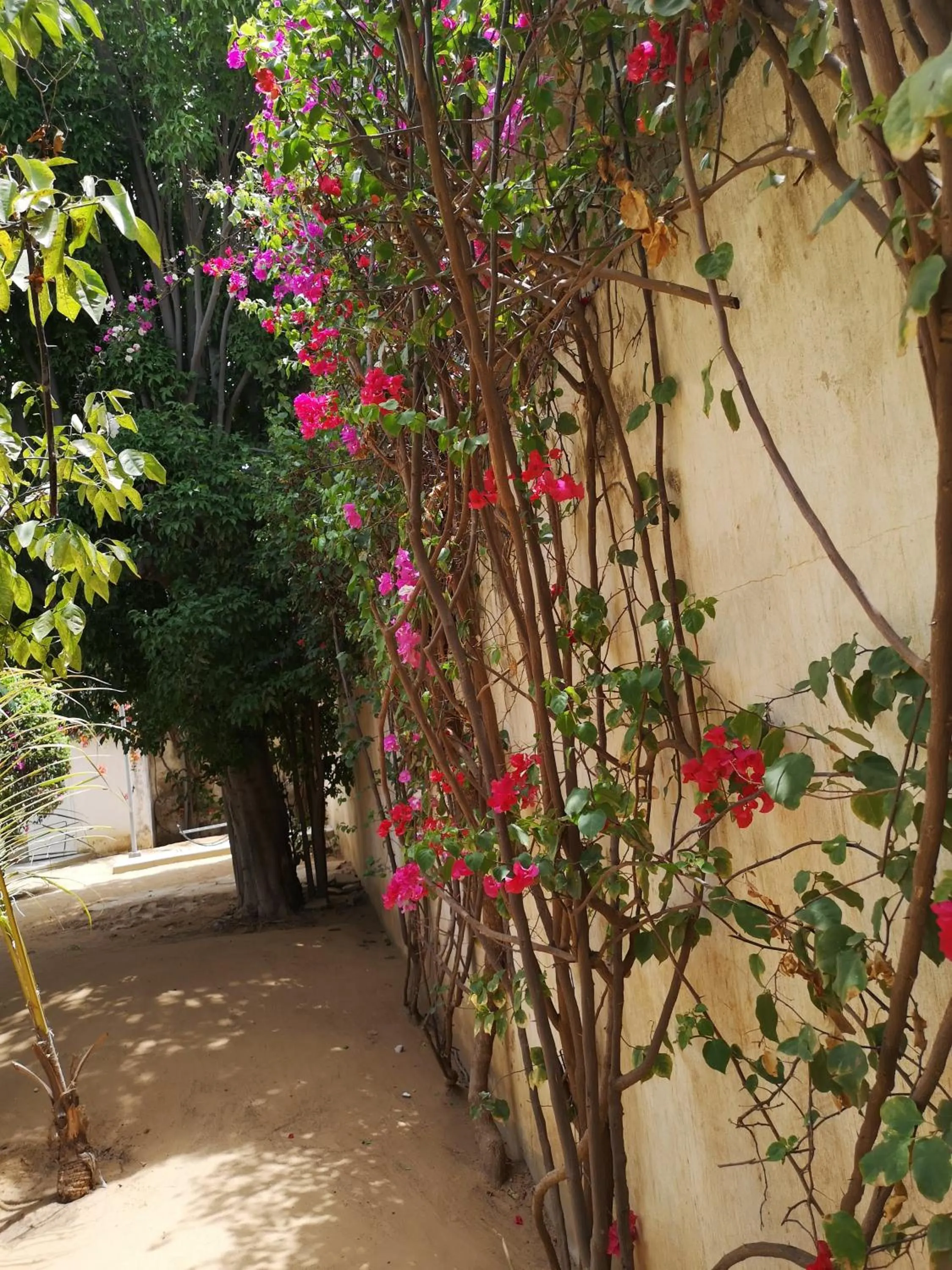 Garden in Keur Baboune