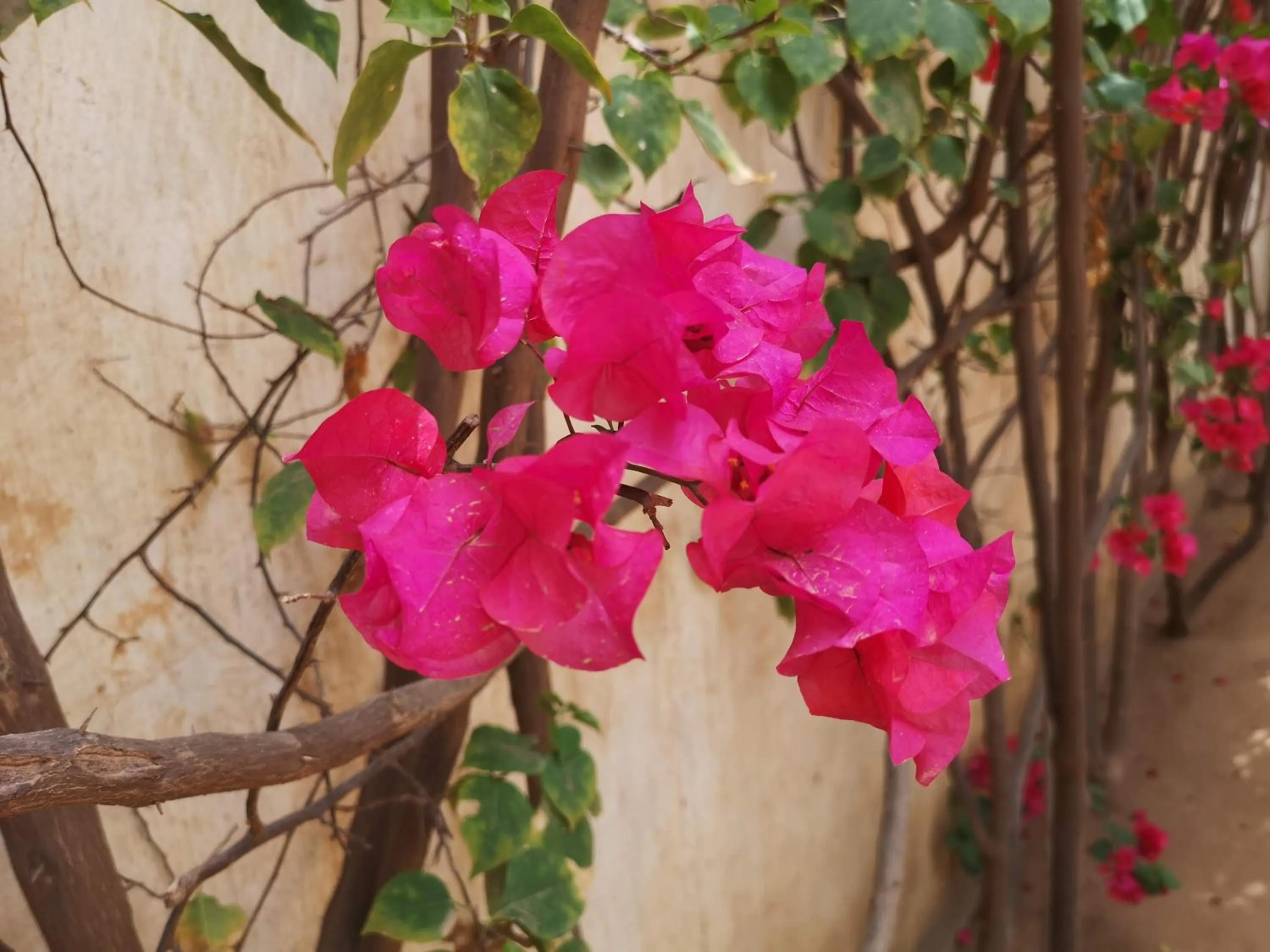 Garden in Keur Baboune