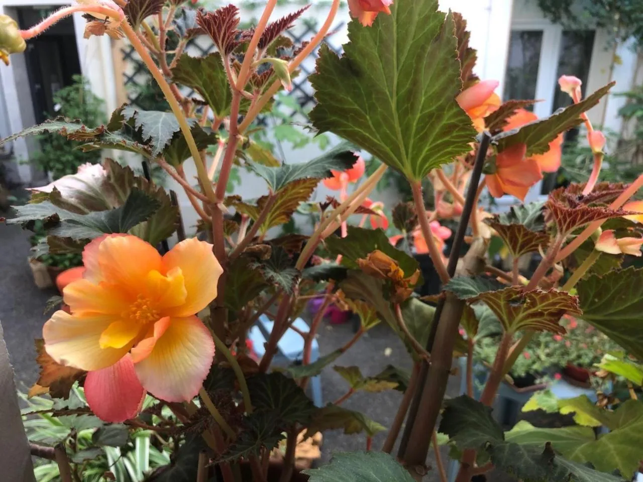 Garden view in Hôtel Résidence Champerret